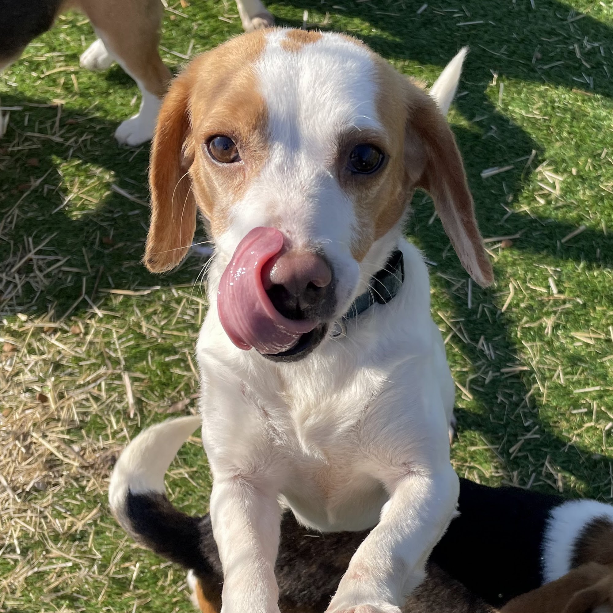 Pike County Animal Shelter Pittsfield