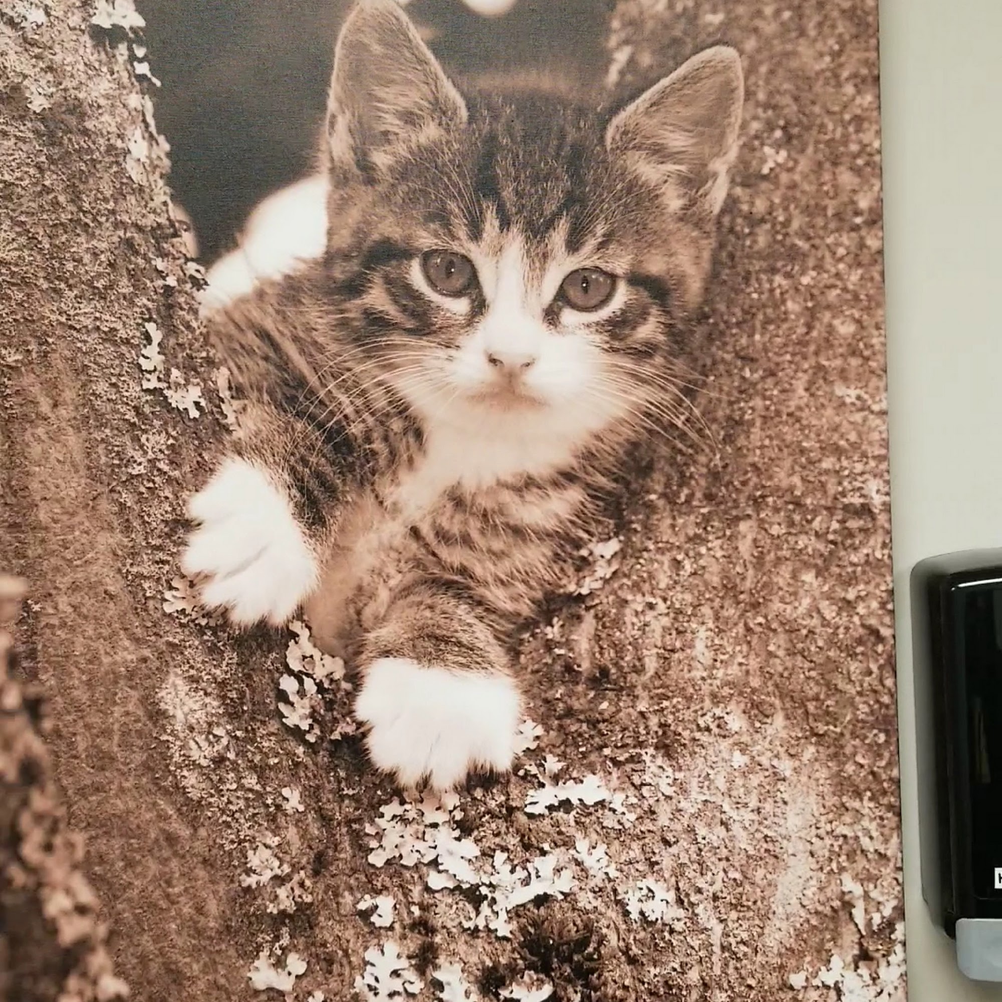 Animal Medical Center of Plainfield Plainfield