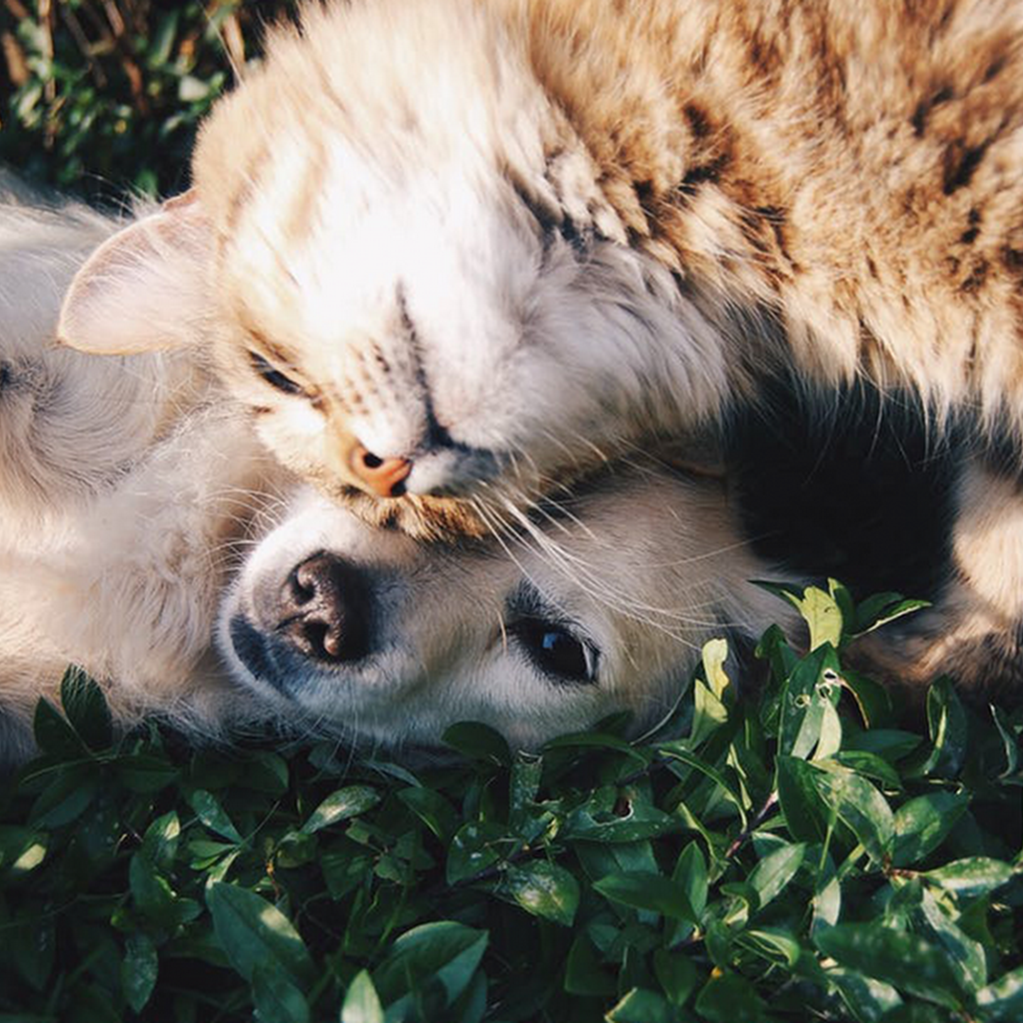 Gentle Care Veterinary Clinic Plainfield