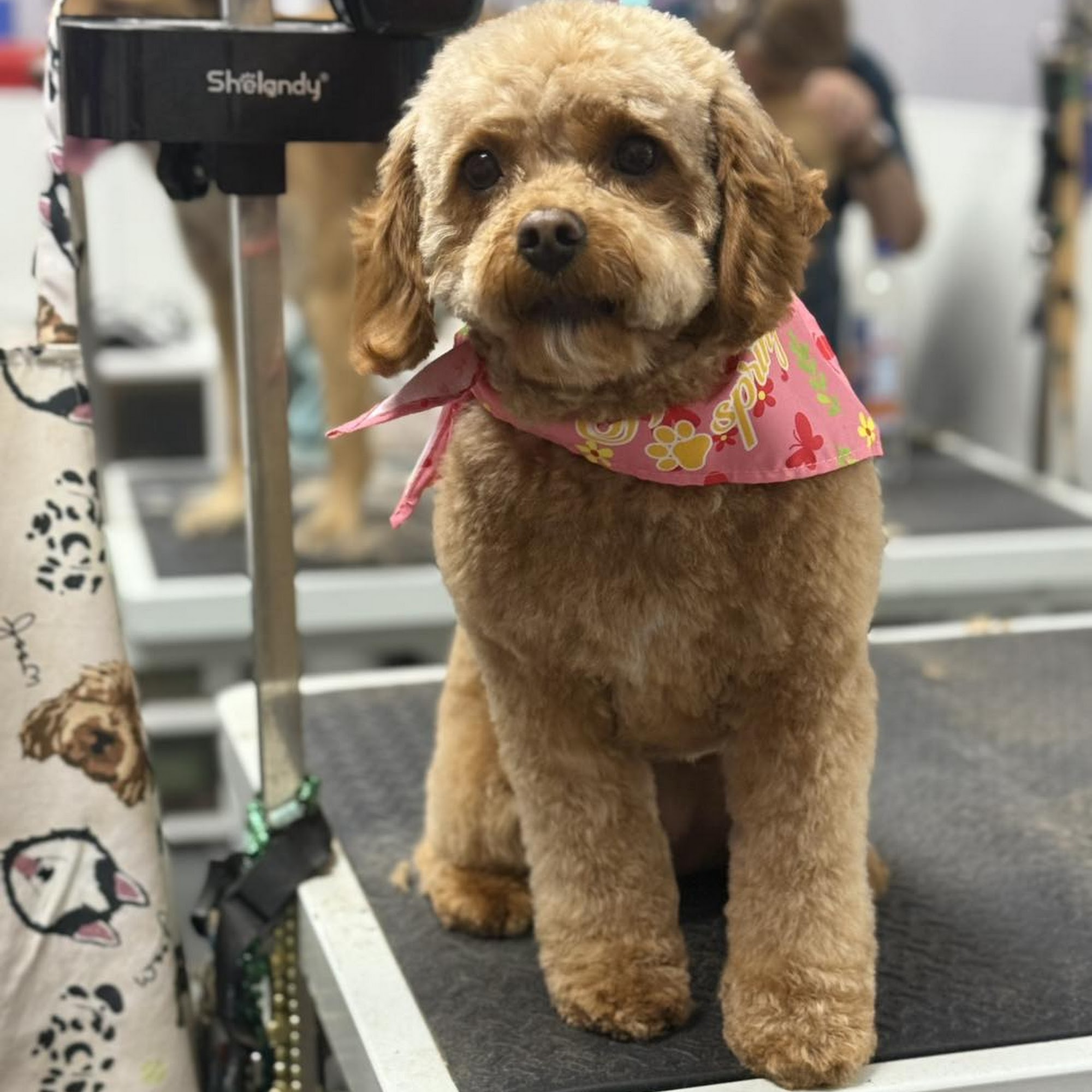 Hometown Pet Grooming Plainfield