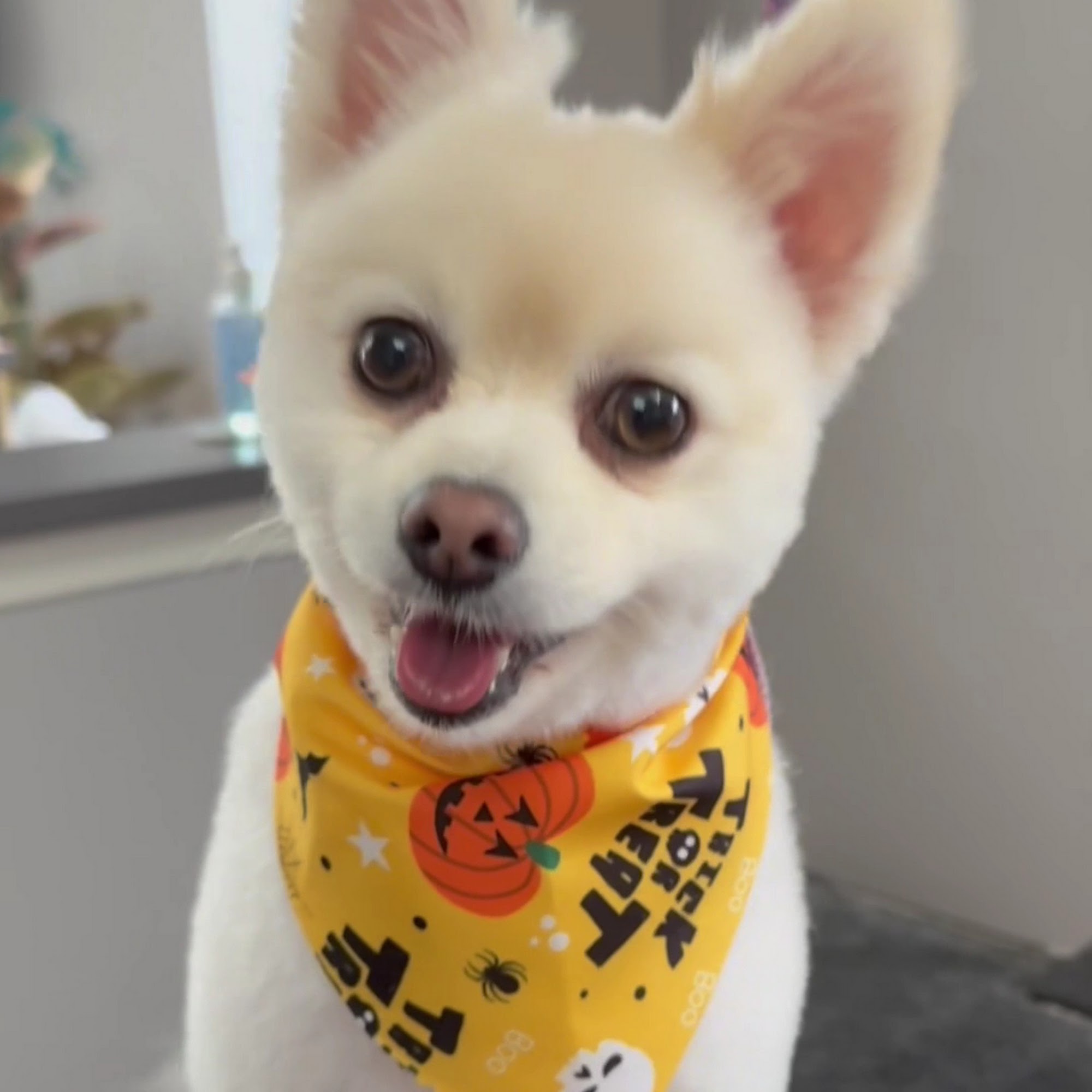 Purrfect Fur Pets Plainfield