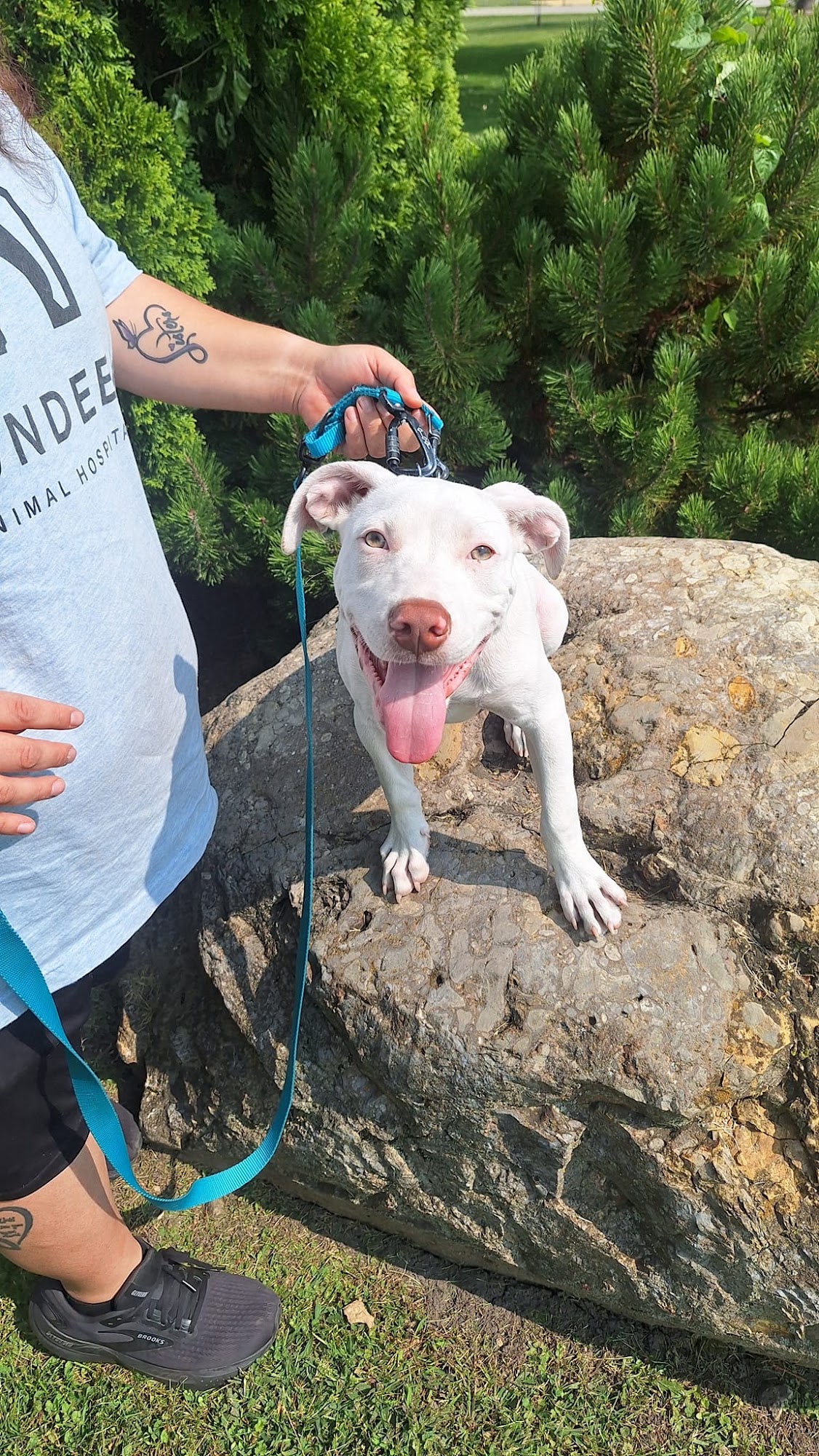 Wags 2 Wishes Animal Rescue Plainfield