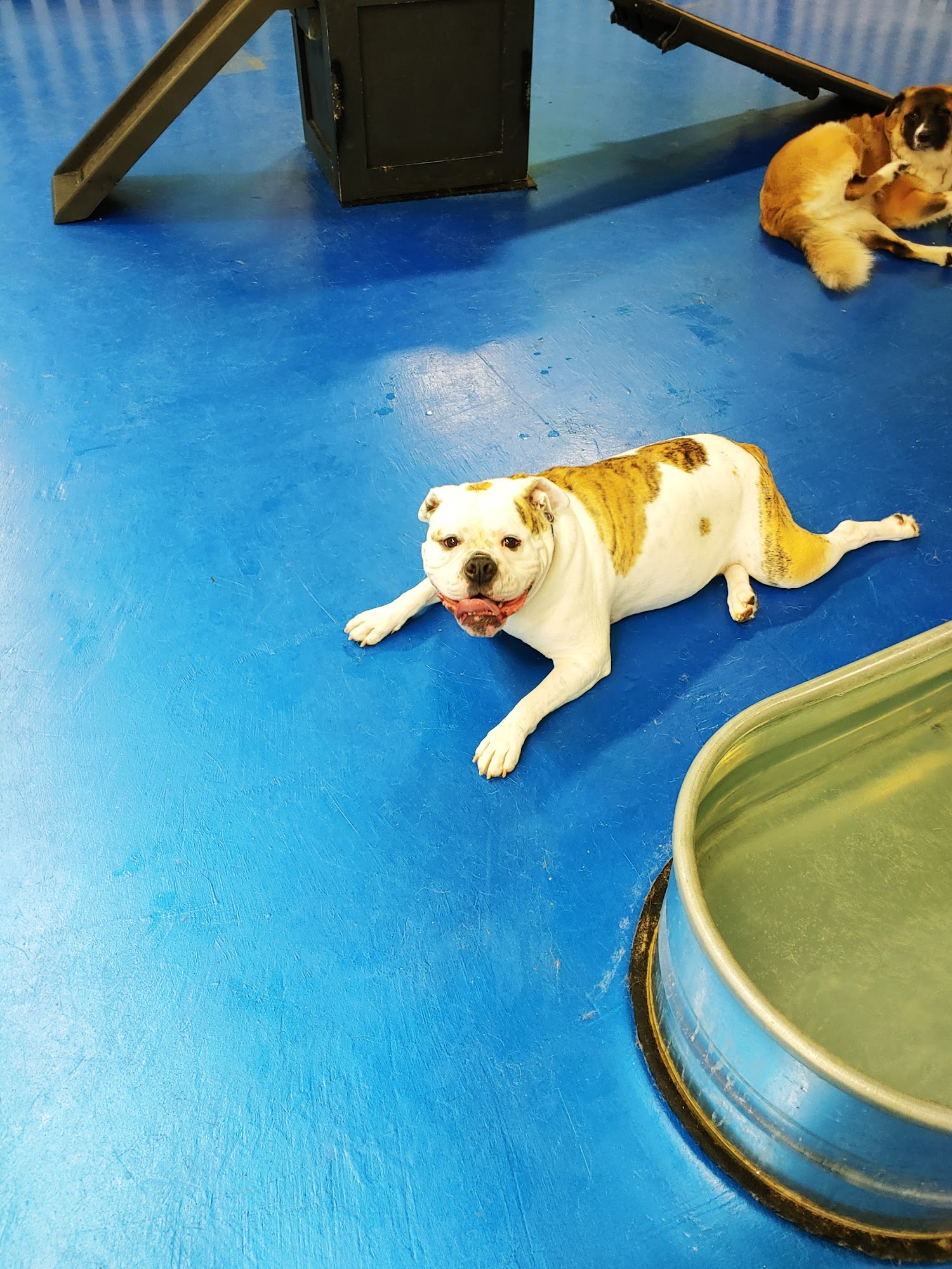 Pound Town Inc. Boarding & Daycare Plainfield