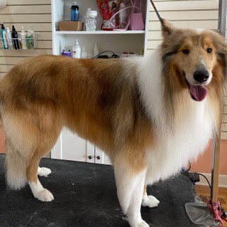 Glitz and Glamour Dog Grooming Plainfield