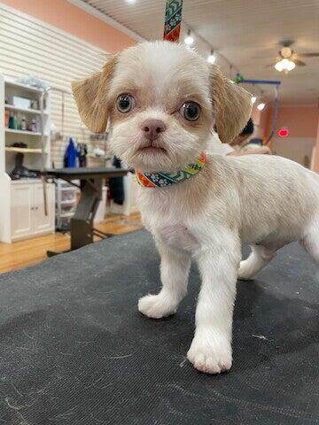 Glitz and Glamour Dog Grooming Plainfield