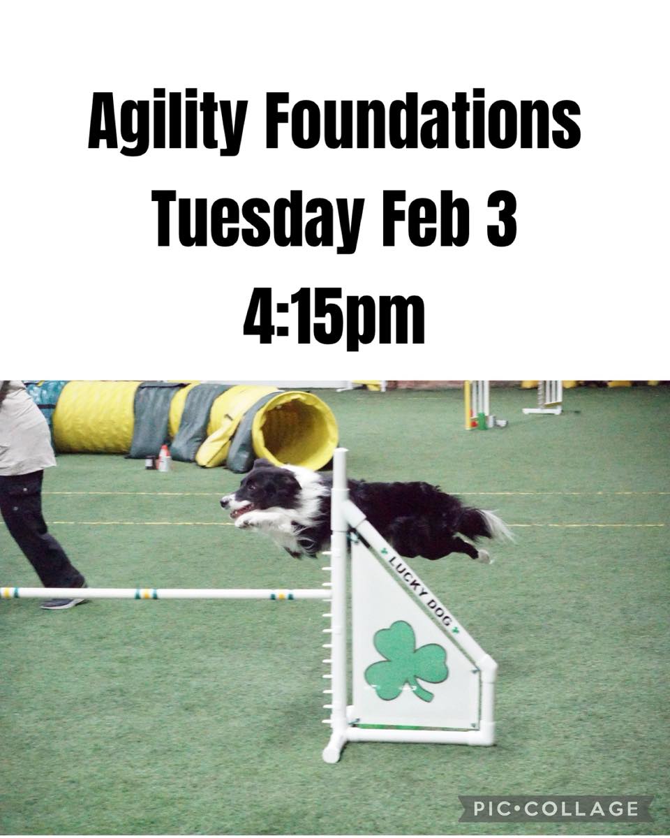 Lucky Dog Academy Plainfield