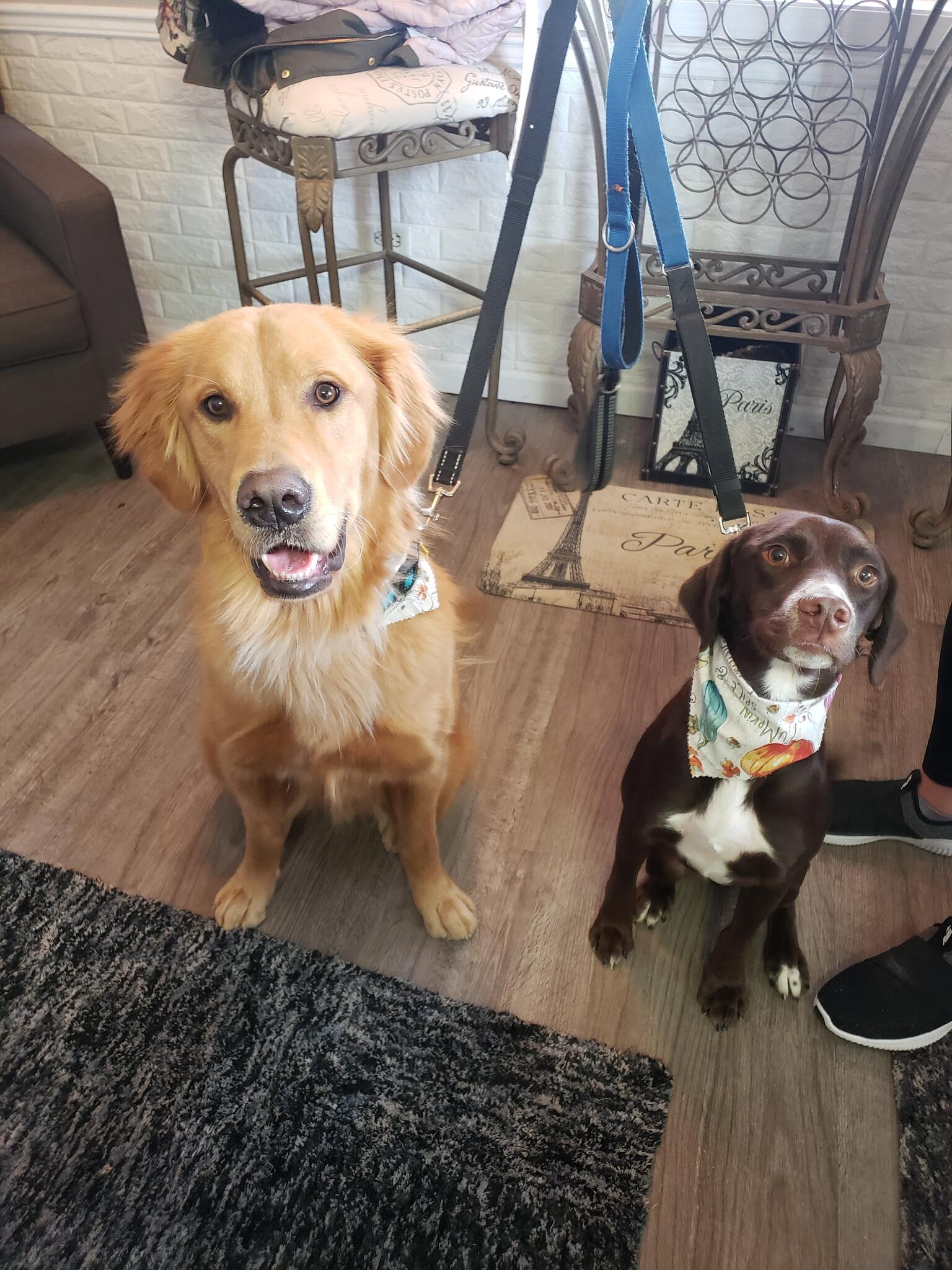 Rysher Farms Kennels Pleasant Plains