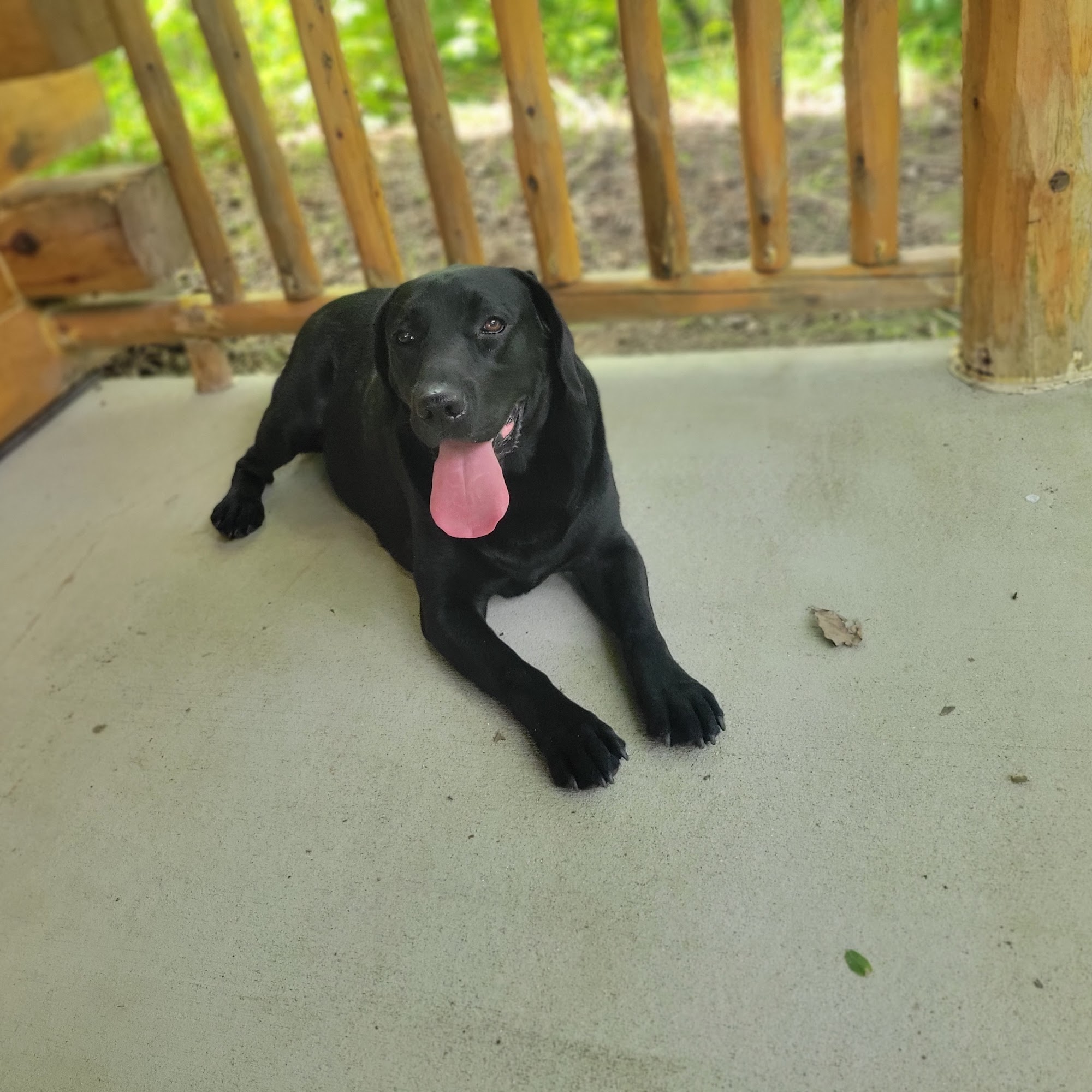 Animal Wellness Center of Pontiac Pontiac