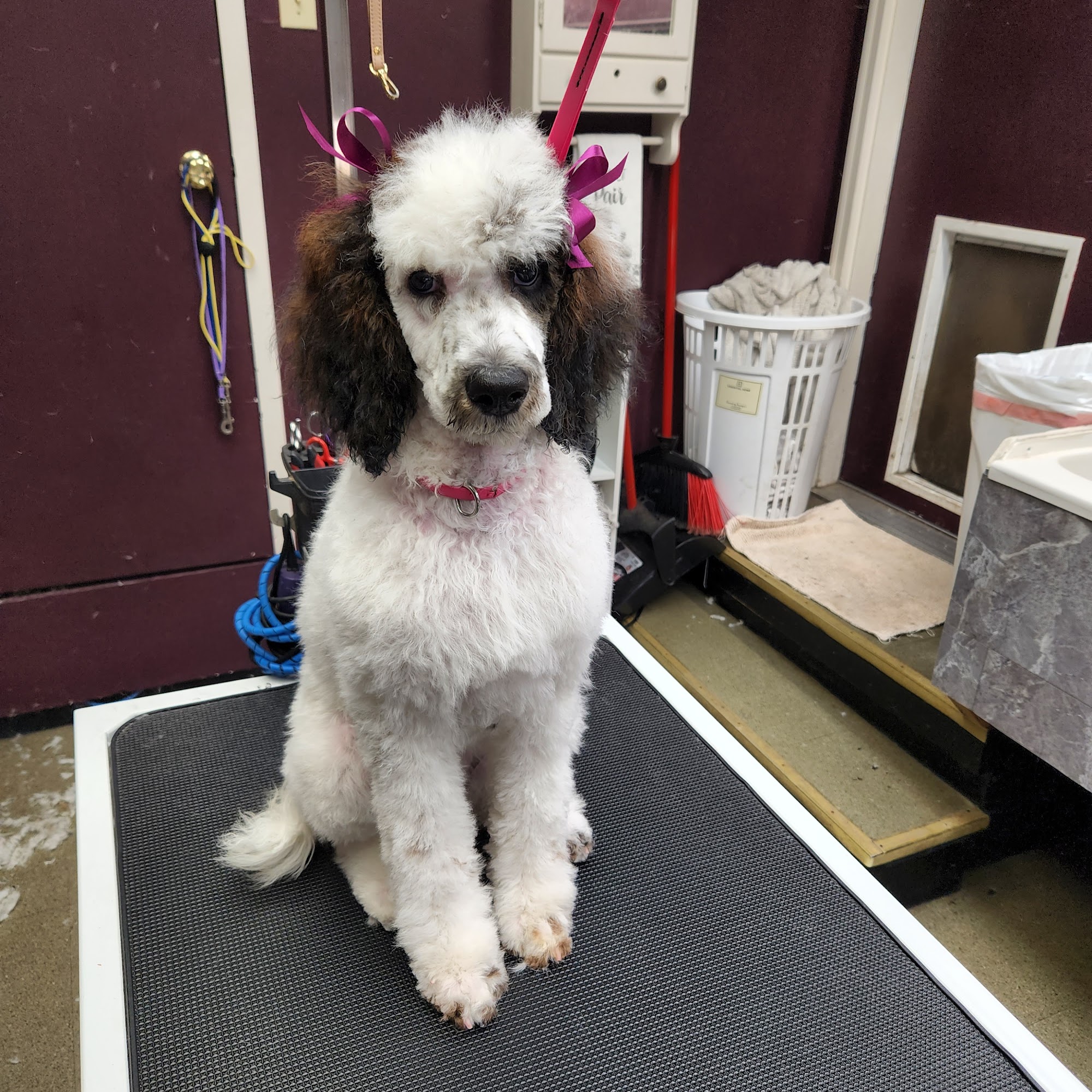 Wright Touch Grooming Pontiac