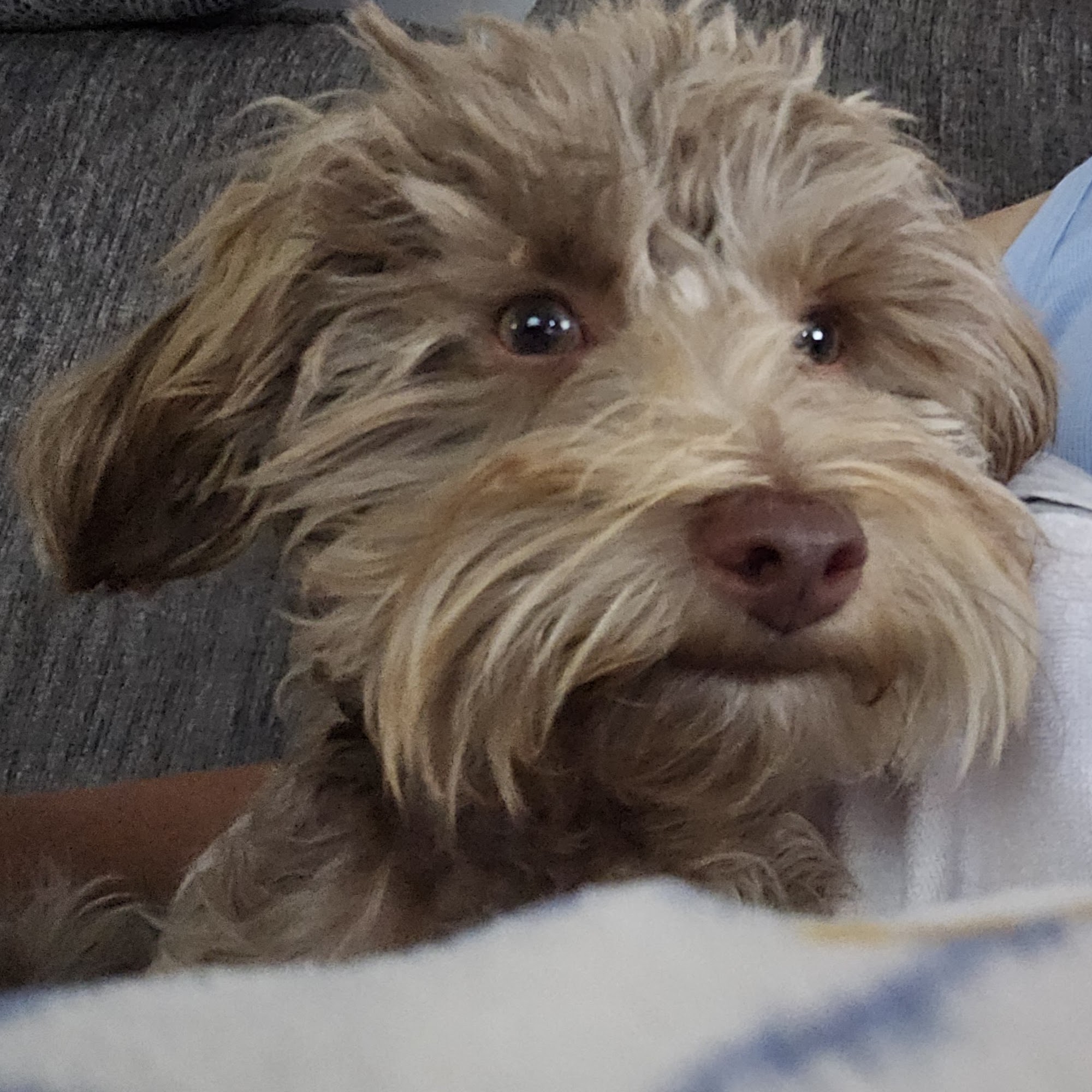 Bureau Valley Veterinary Service Princeton