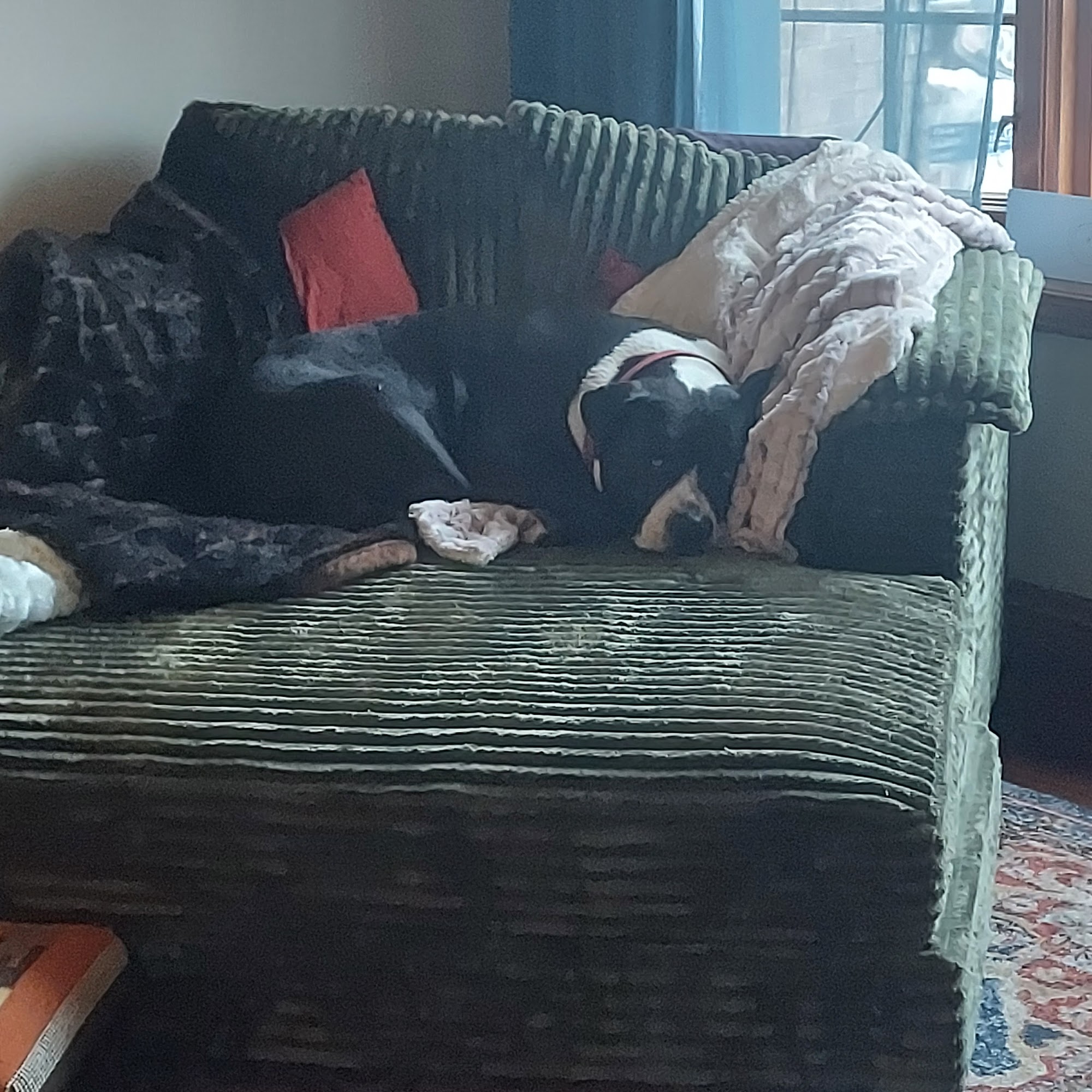 Animal Care Clinic Princeton