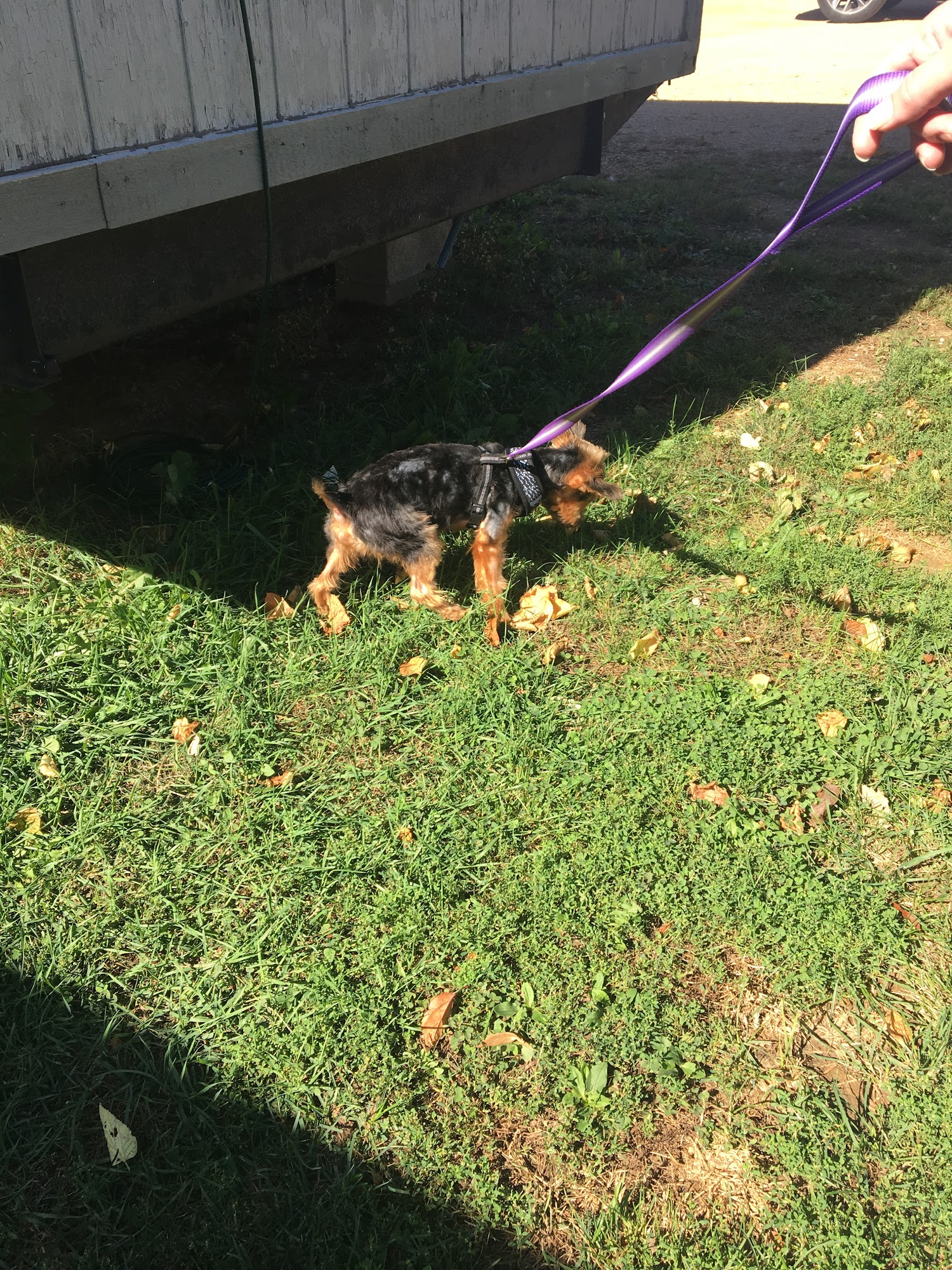 Friends of Strays Inc Princeton