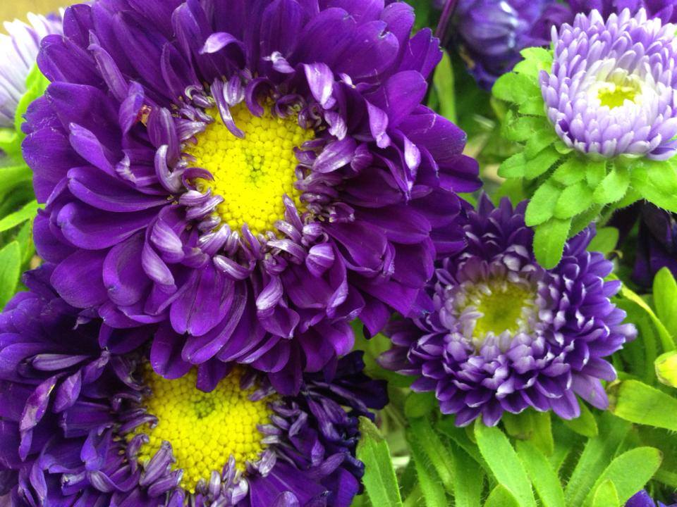 Lilis Flower Shop