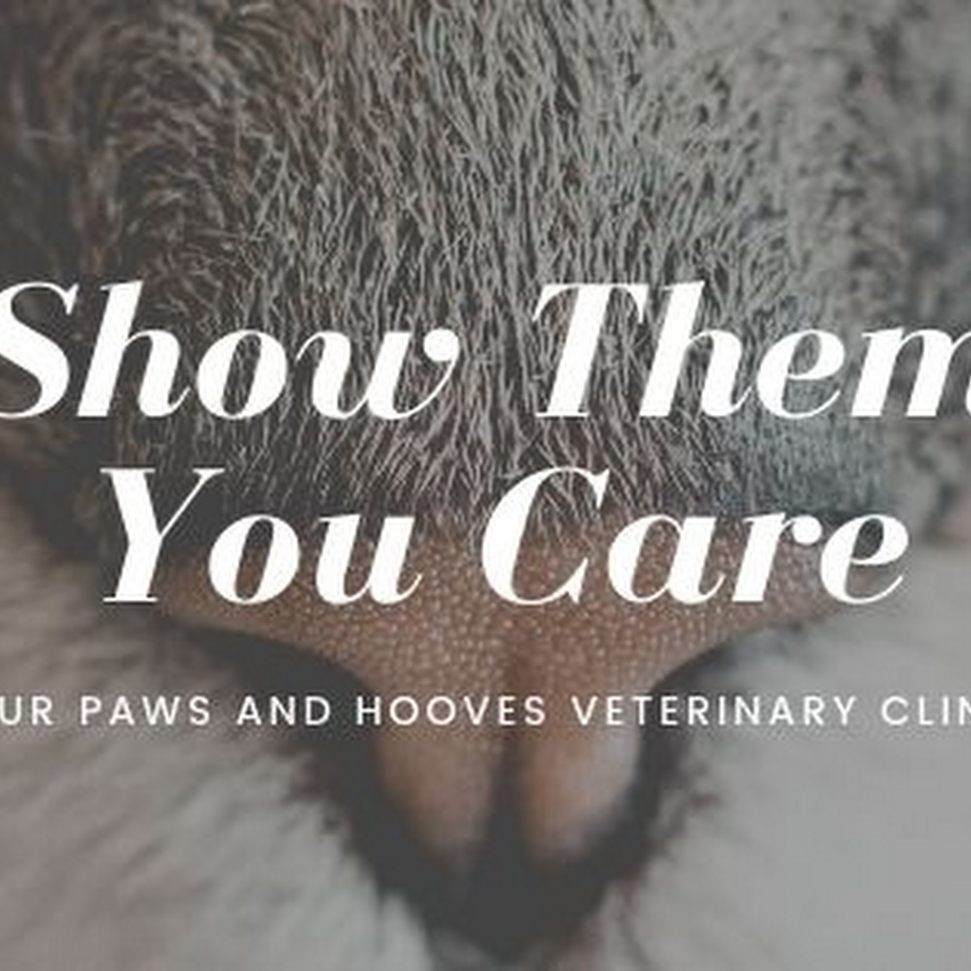 Four Paws Veterinary Clinic Quincy