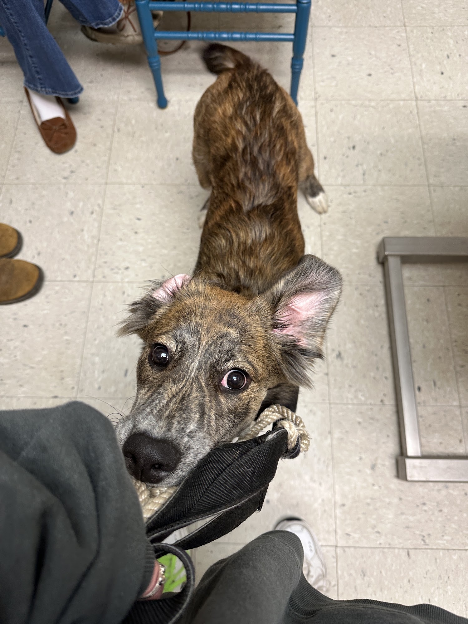 Animal Medical Clinic Quincy