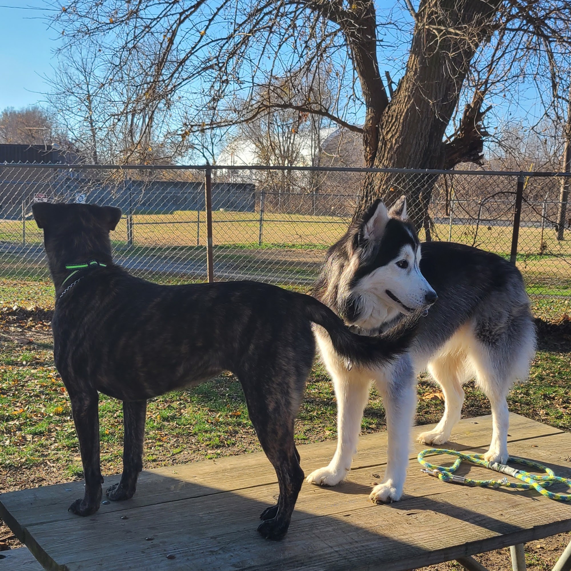 Quincy Humane Society Quincy