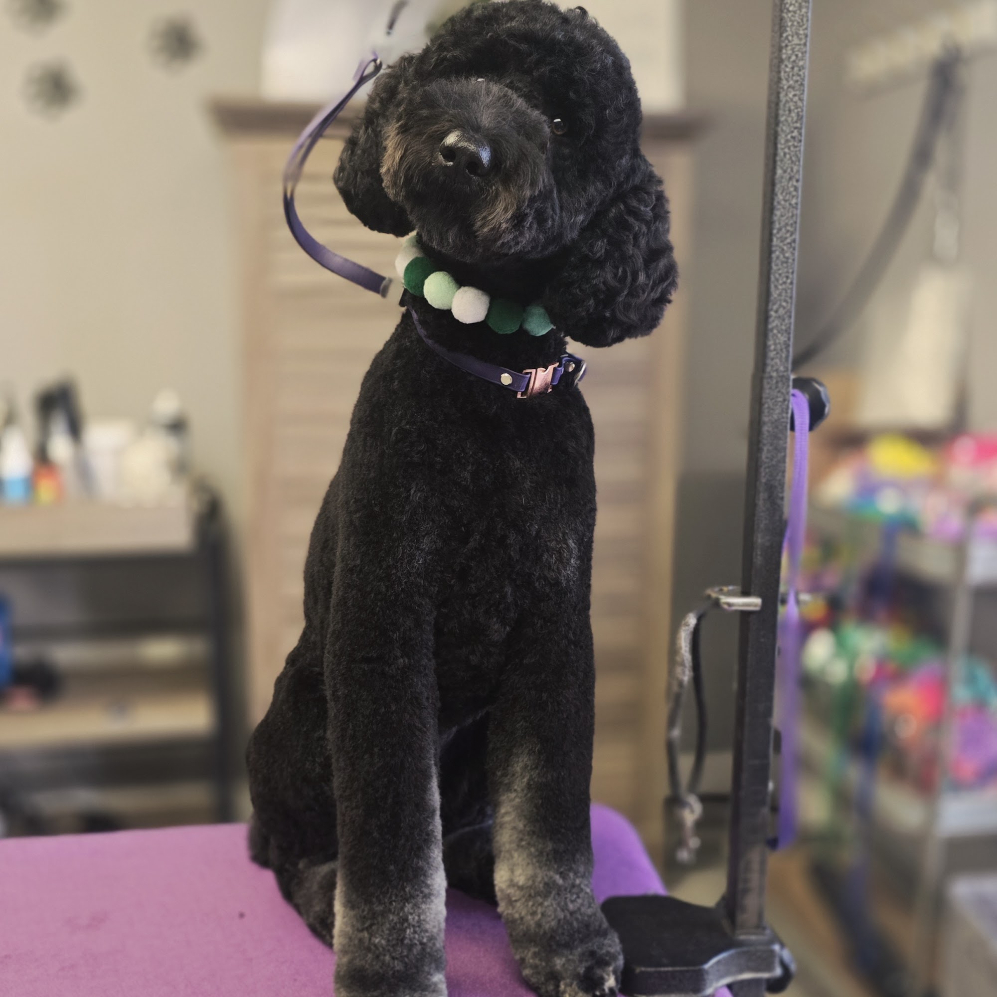 Pawsh Paws Pet Salon Quincy