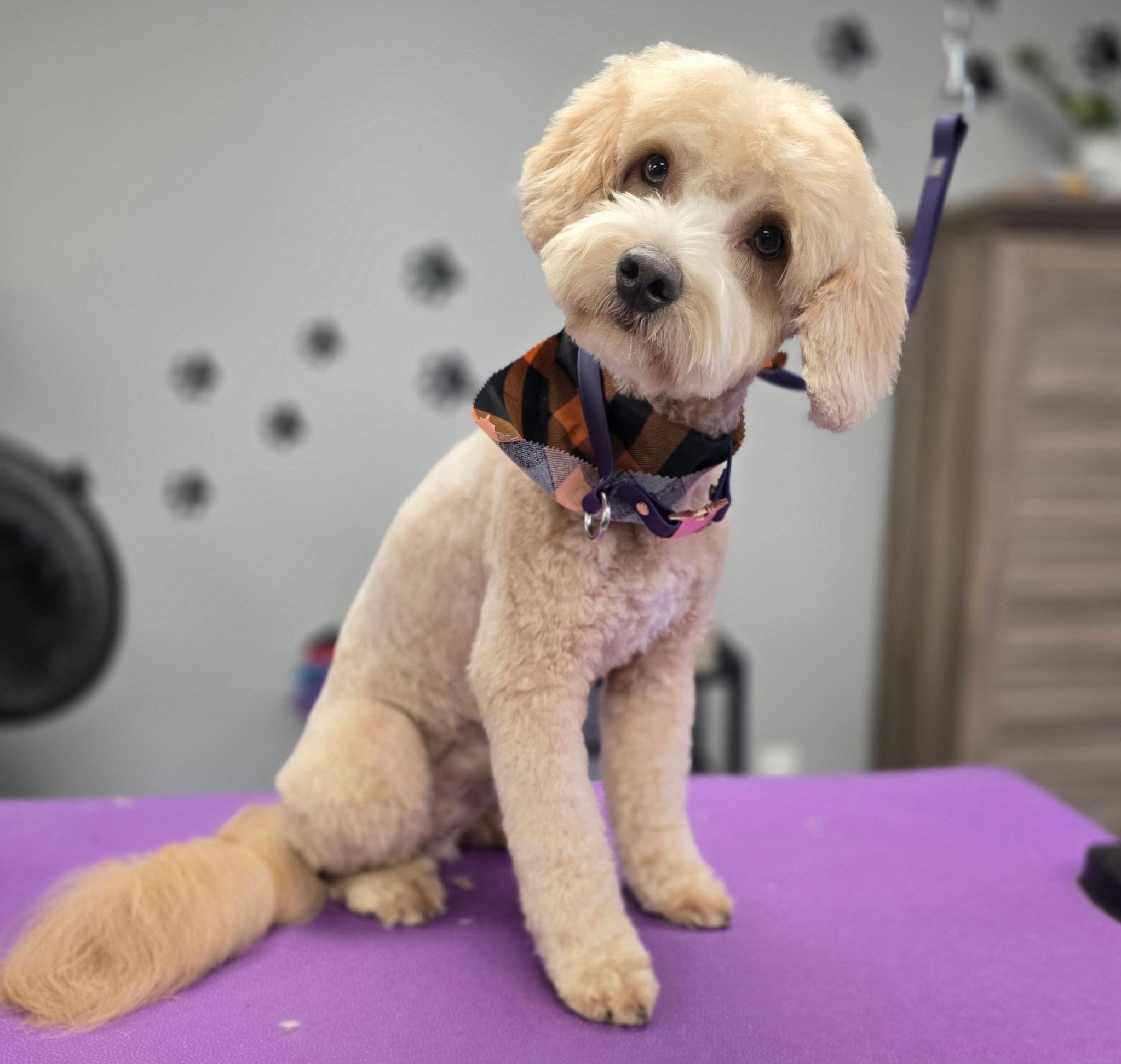 Pawsh Paws Pet Salon Quincy
