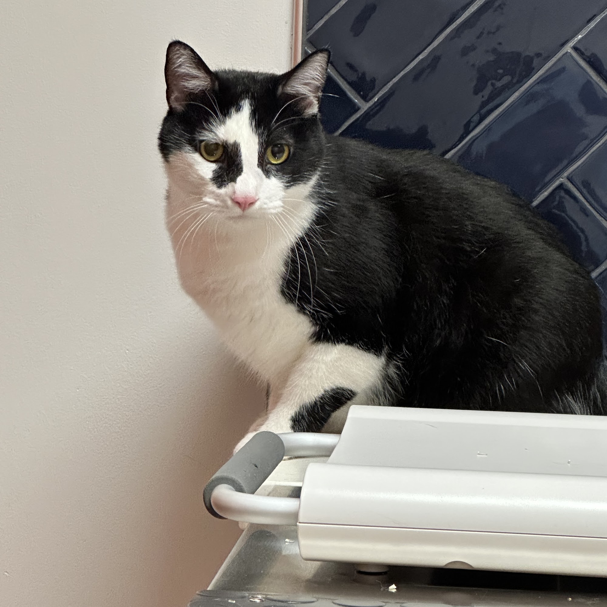 River Forest Animal Hospital River Forest