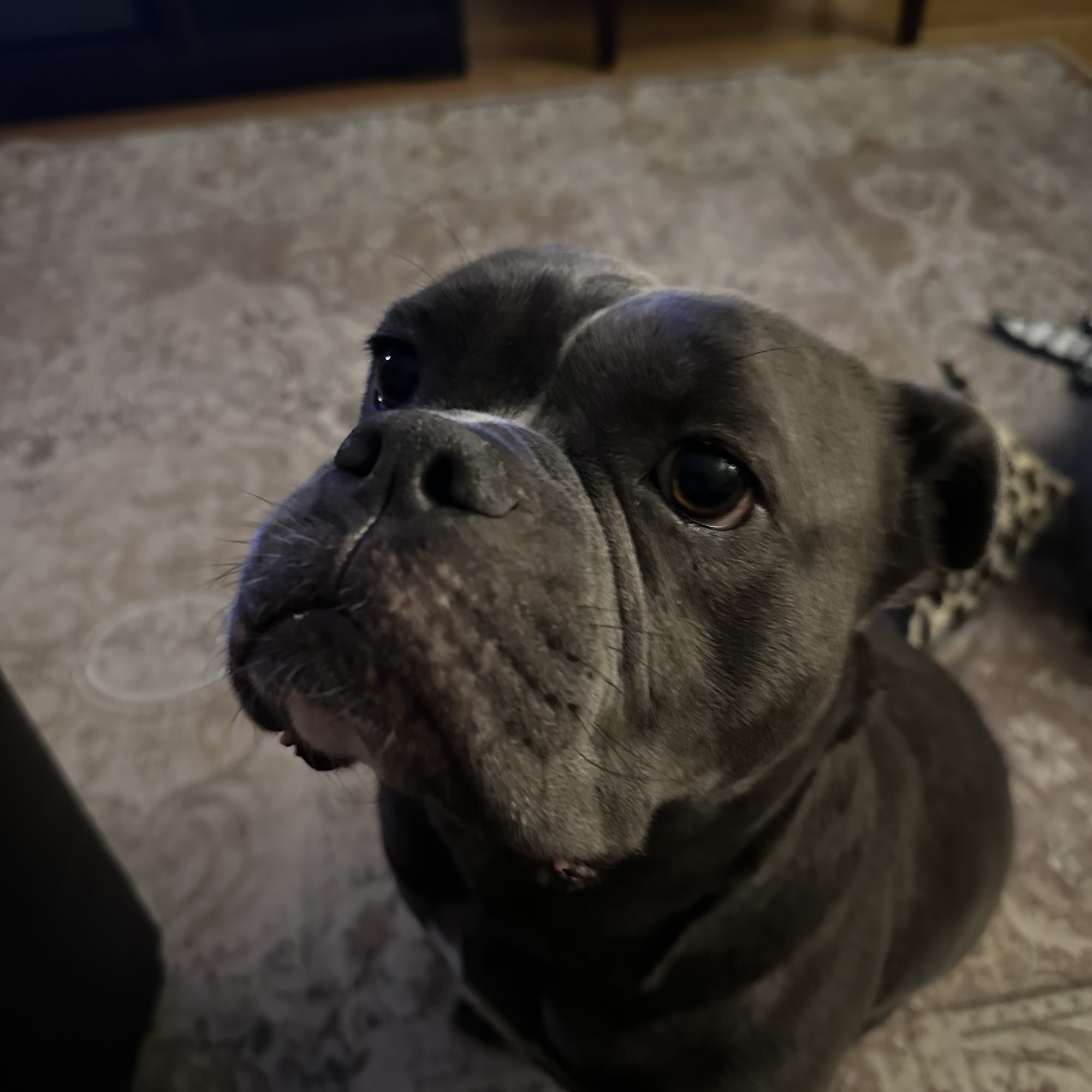 Elmwood Grove Animal Hospital River Grove