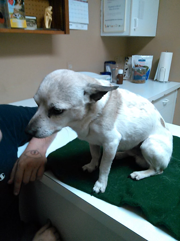 Advanced Animal Health Center Rock Falls