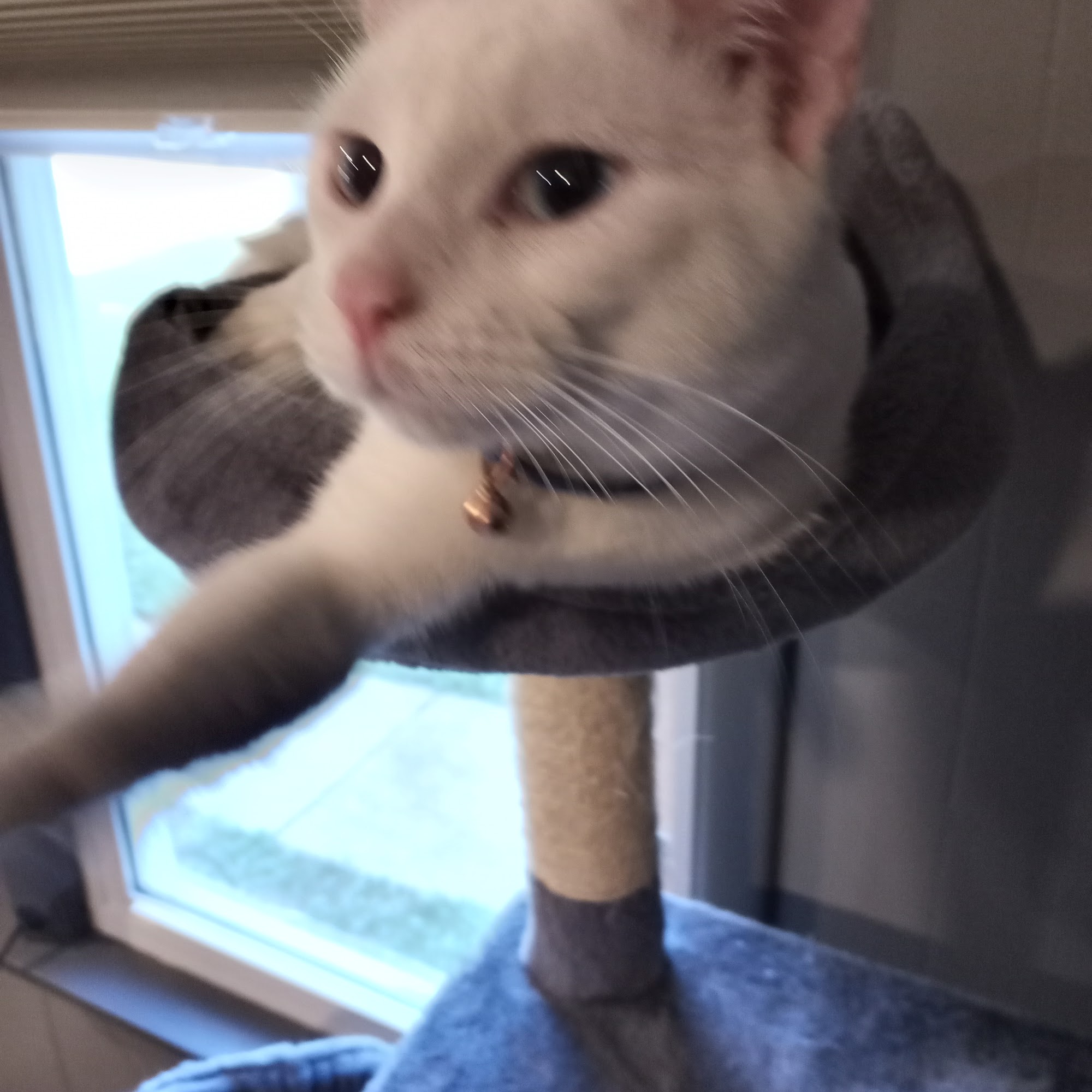 Advanced Animal Health Center Rock Falls