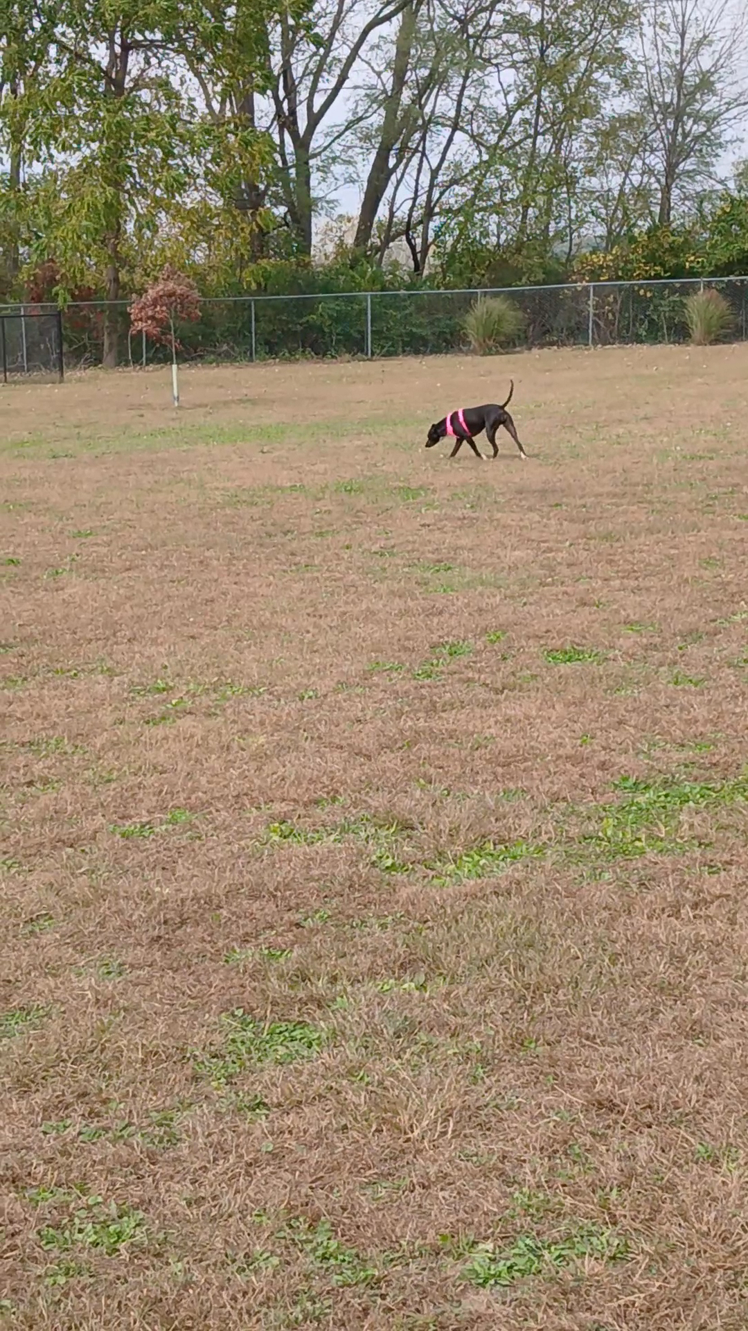 Happy Tails Humane Society Rock Falls