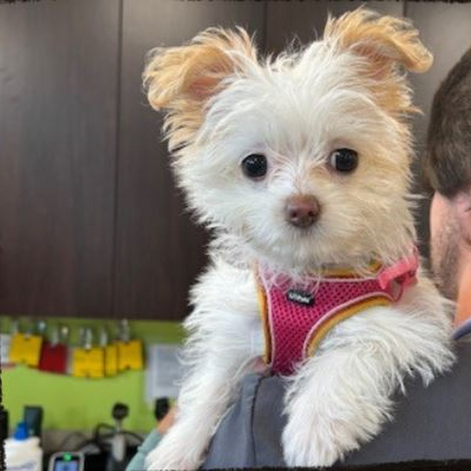 Rock Island Animal Hospital Rock Island