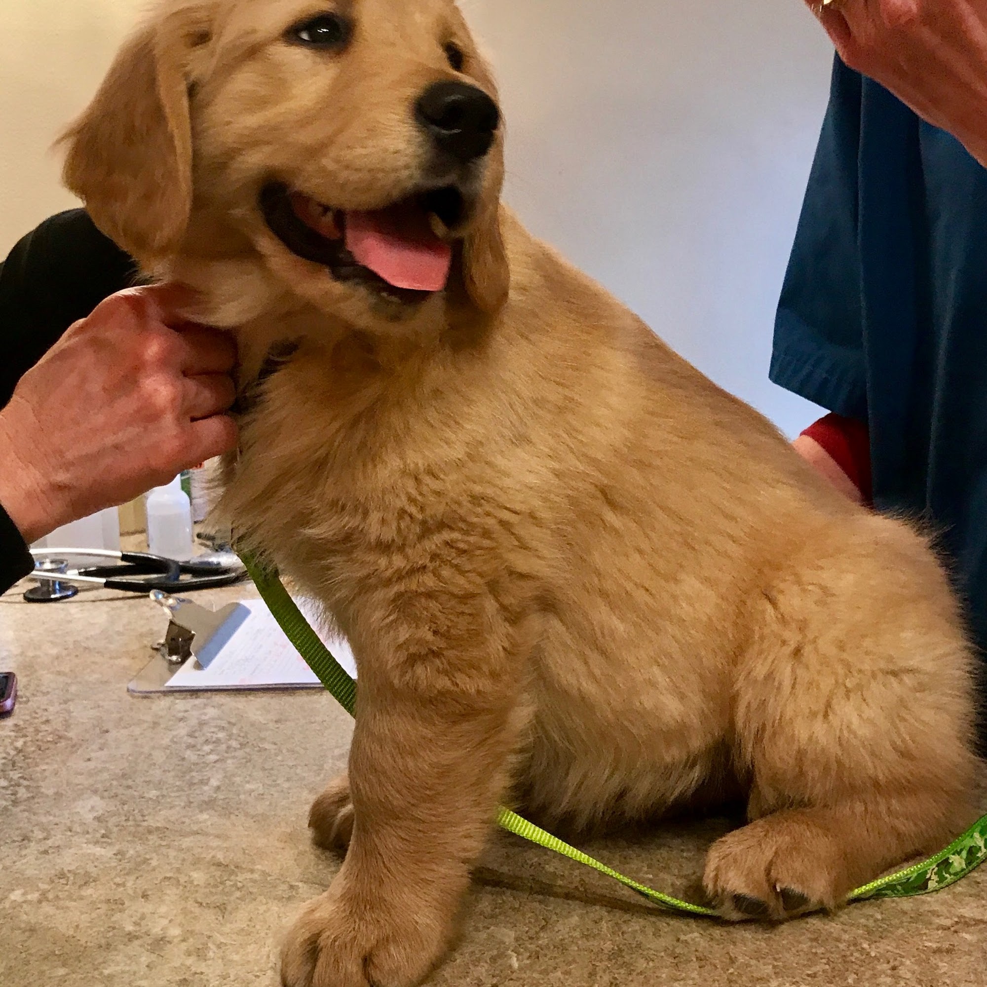 Compassionate Care Veterinary Clinic Rock Island