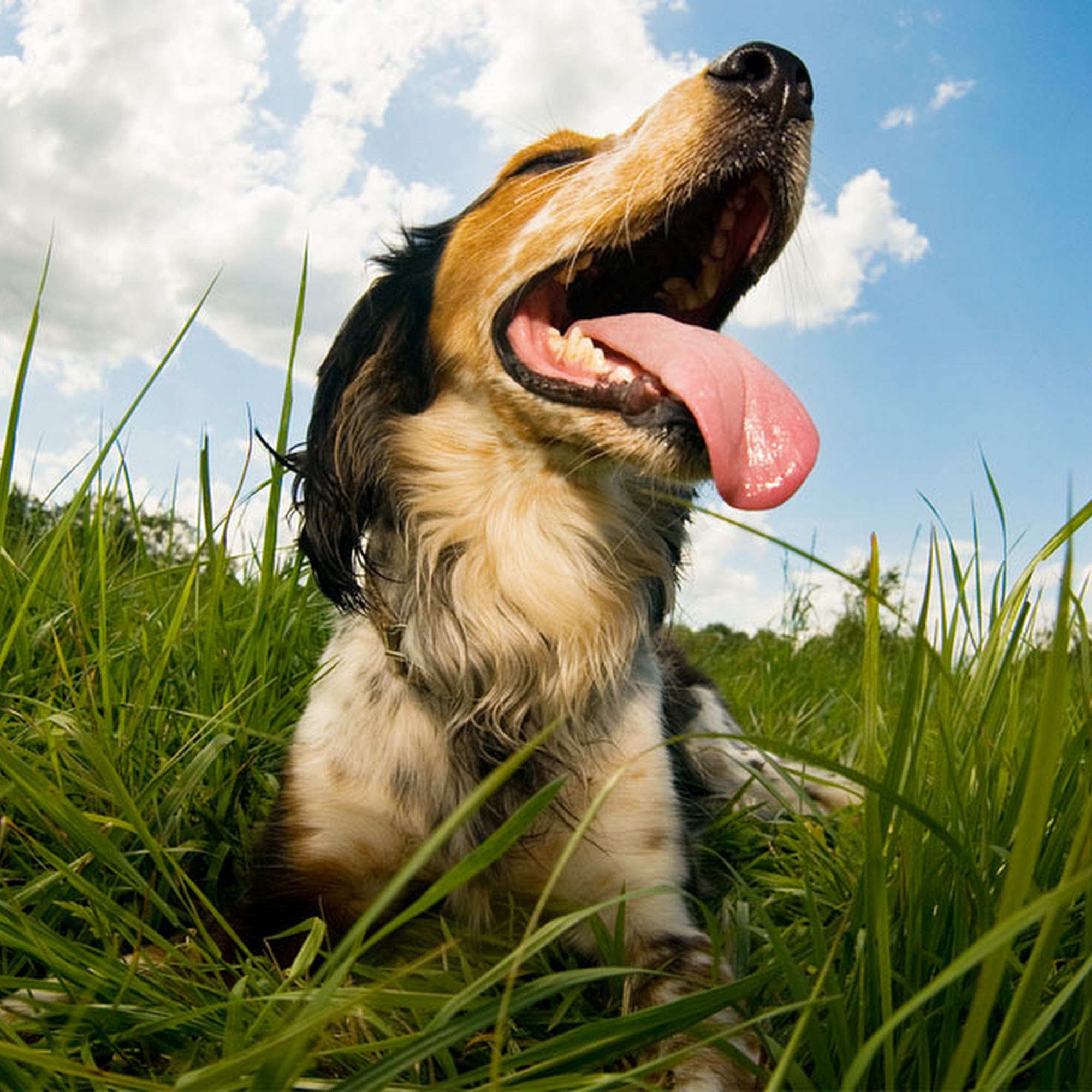 Animal Care Clinic PC Rock Island