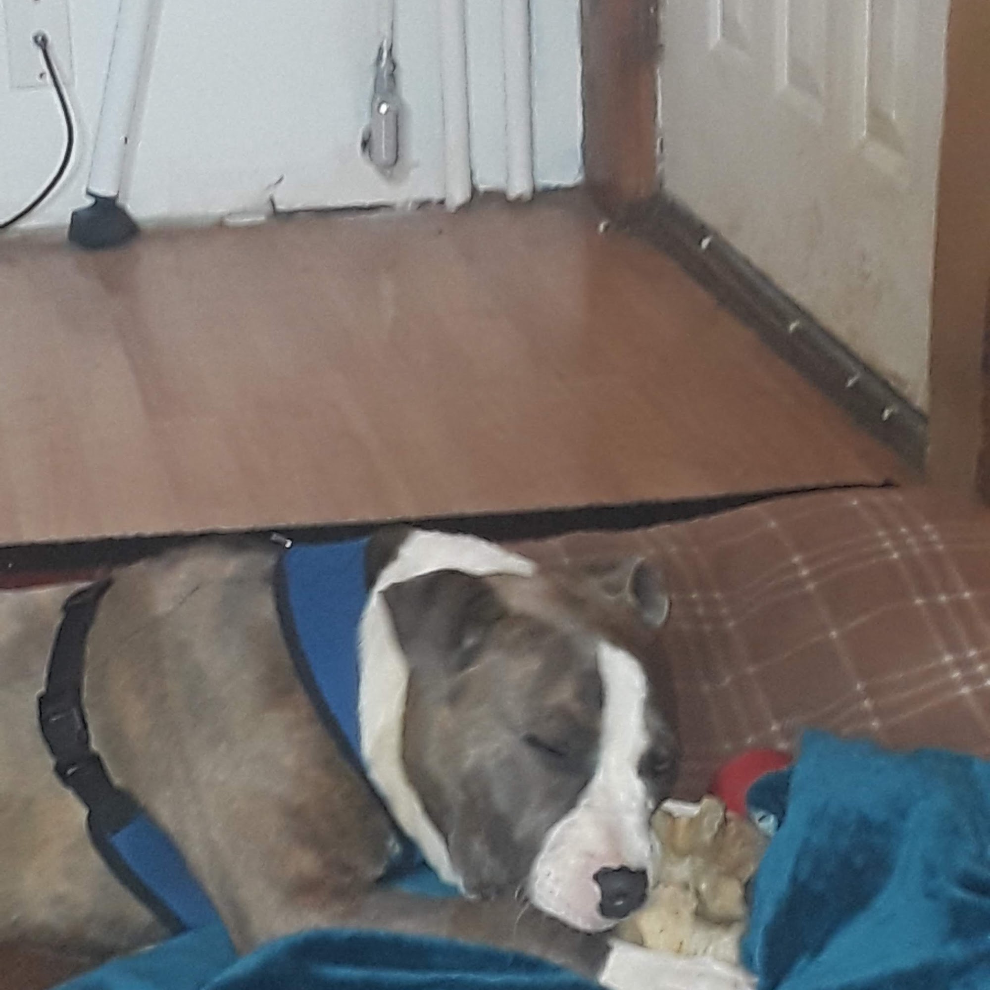 Auburn Animal Clinic Rockford