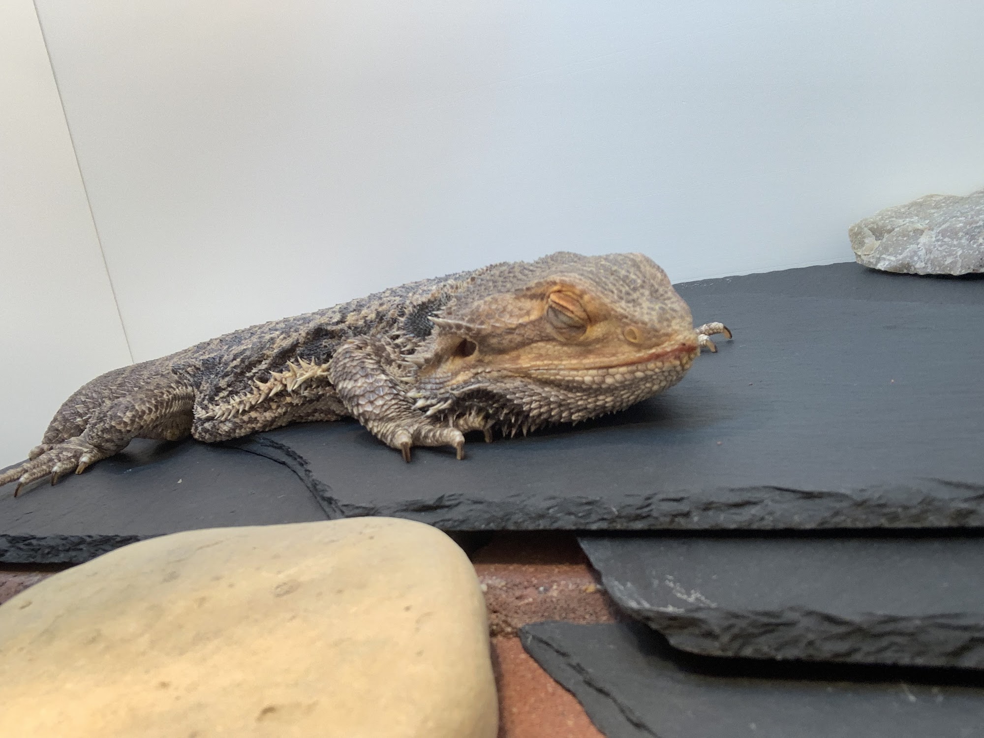 Bellwood Animal Hospital Rockford