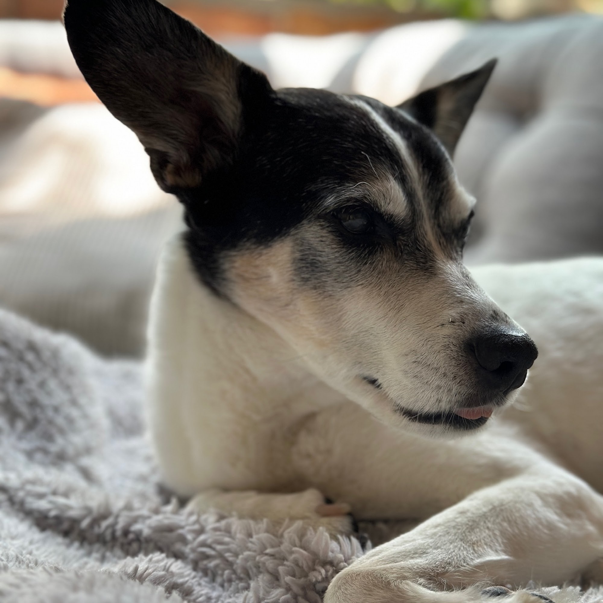 Animal Emergency Clinic of Rockford Rockford