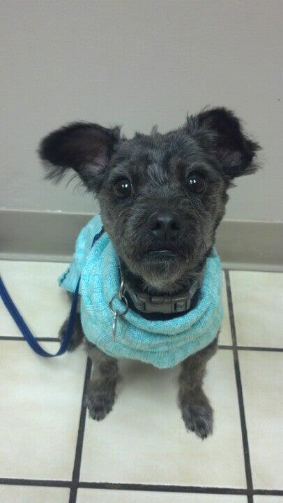 Animal Medical Clinic Rockford