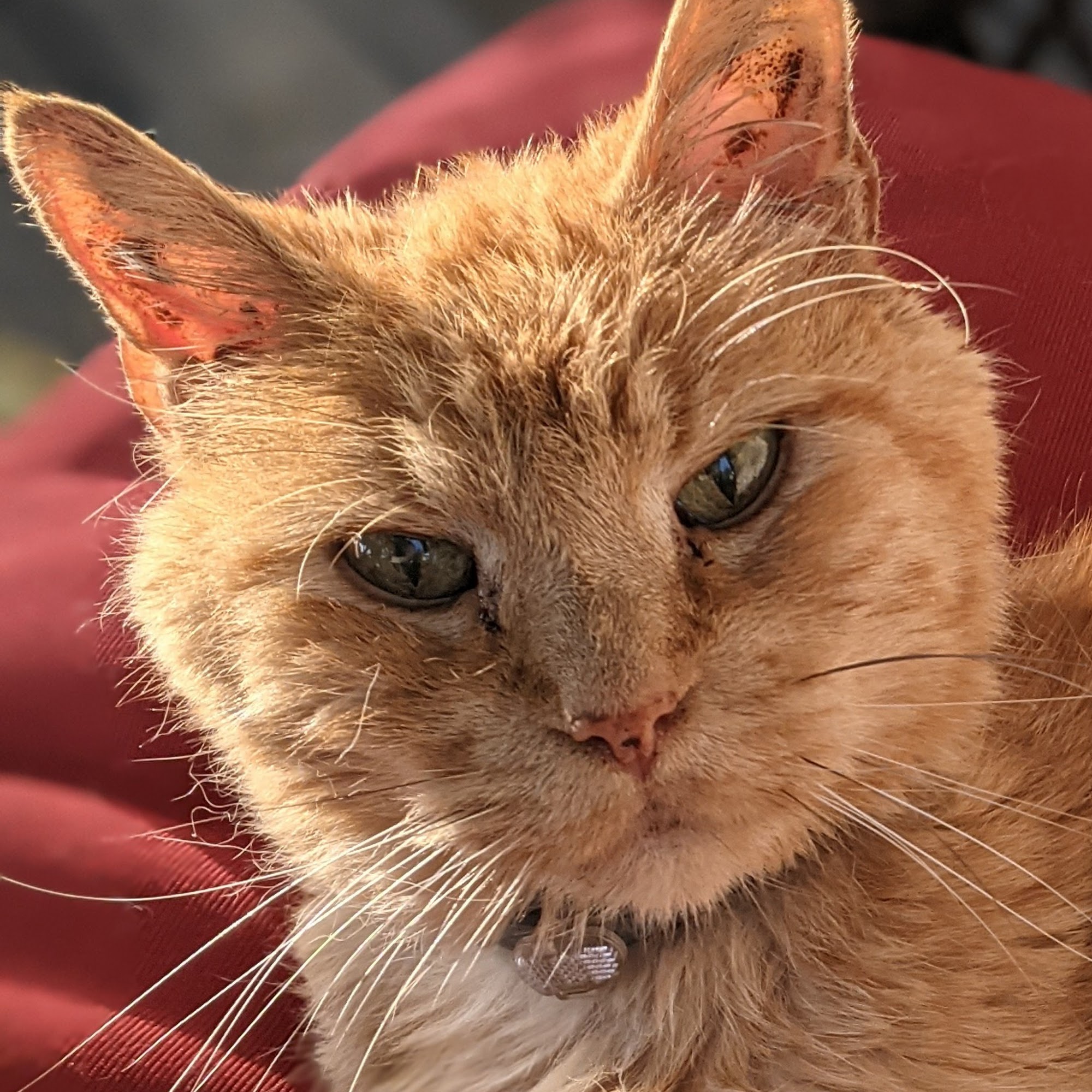 Animal Medical Clinic Rockford