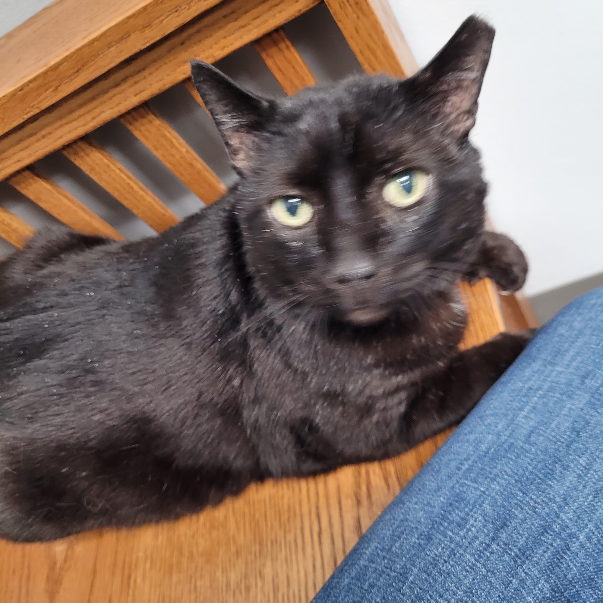 Mulford Animal Hospital Rockford