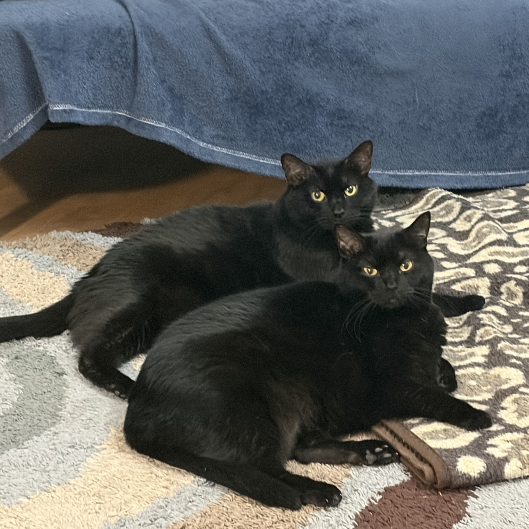 Alpine Veterinary Hospital Rockford