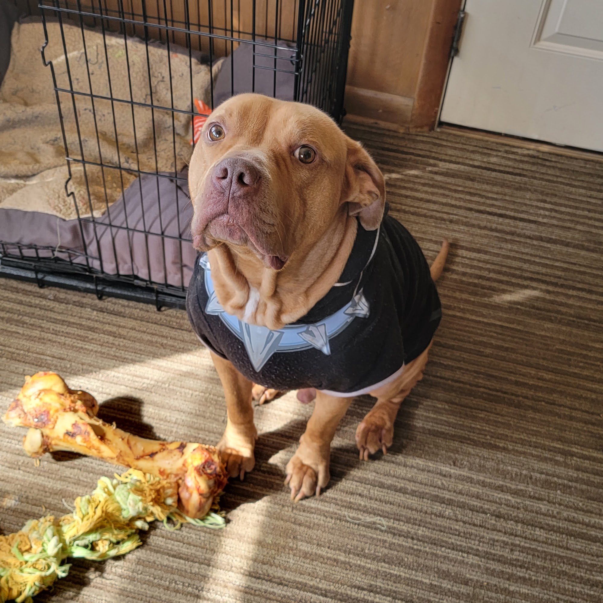 Animal Clinic of Rockford Rockford