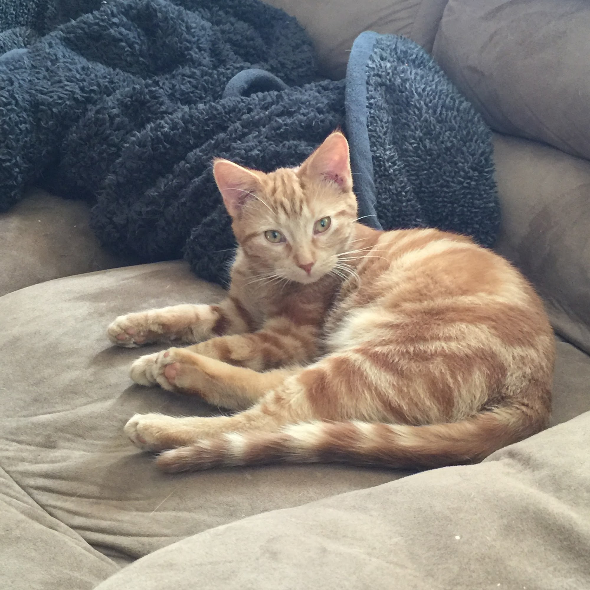 Perryville Pet Hospital Rockford