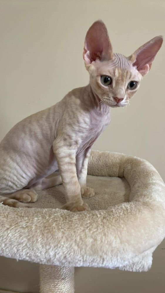 Holm Patricia J DVM Rockford