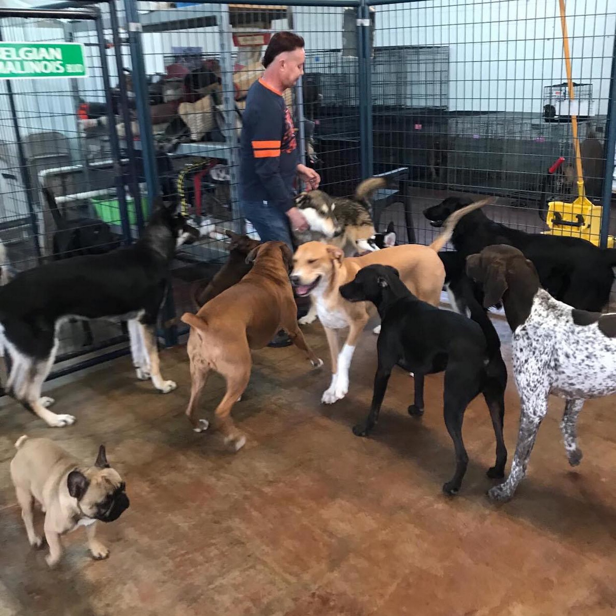 Dave's Doggie Den Rockford