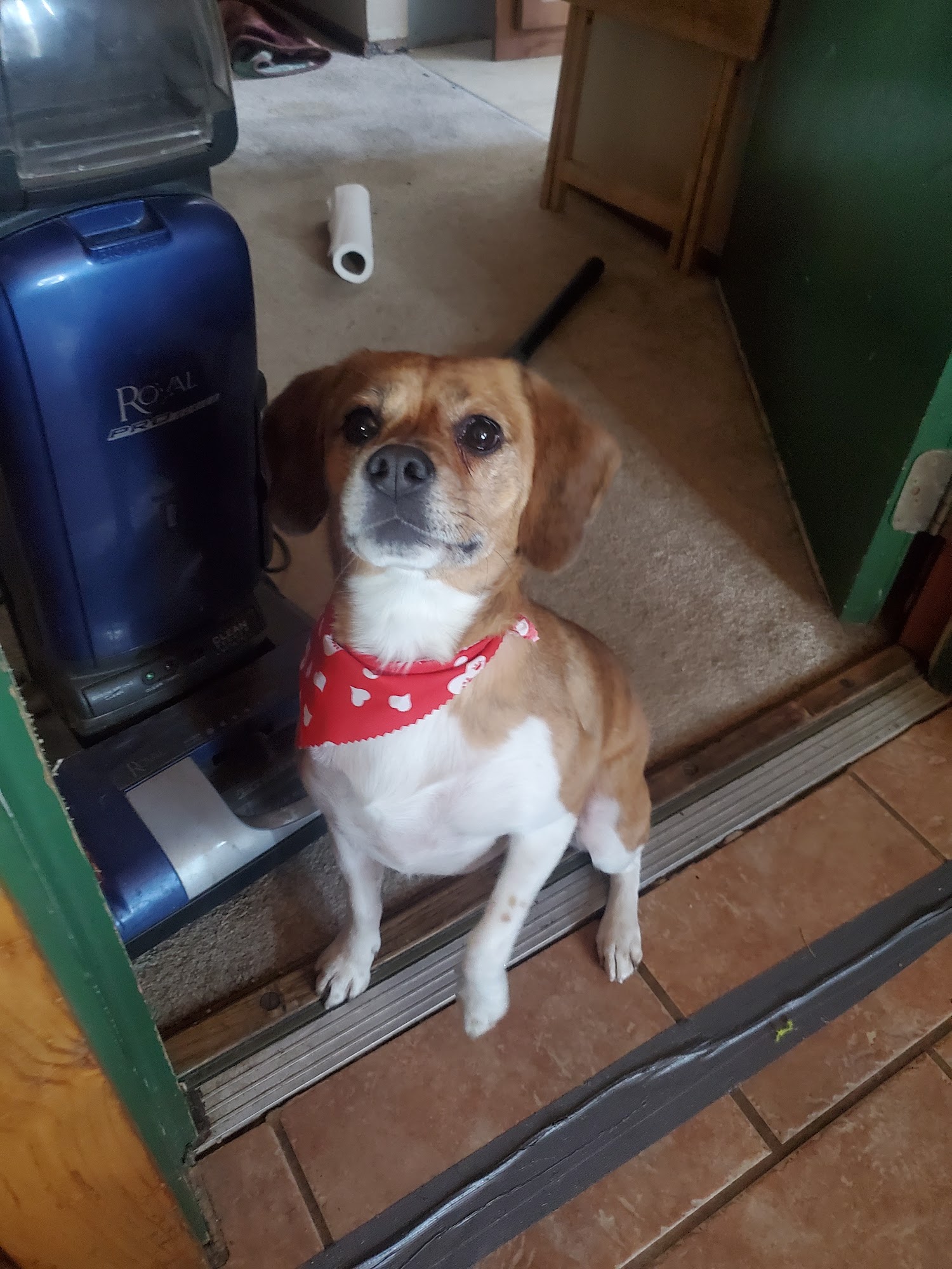 Kelli's Grooming Rockford