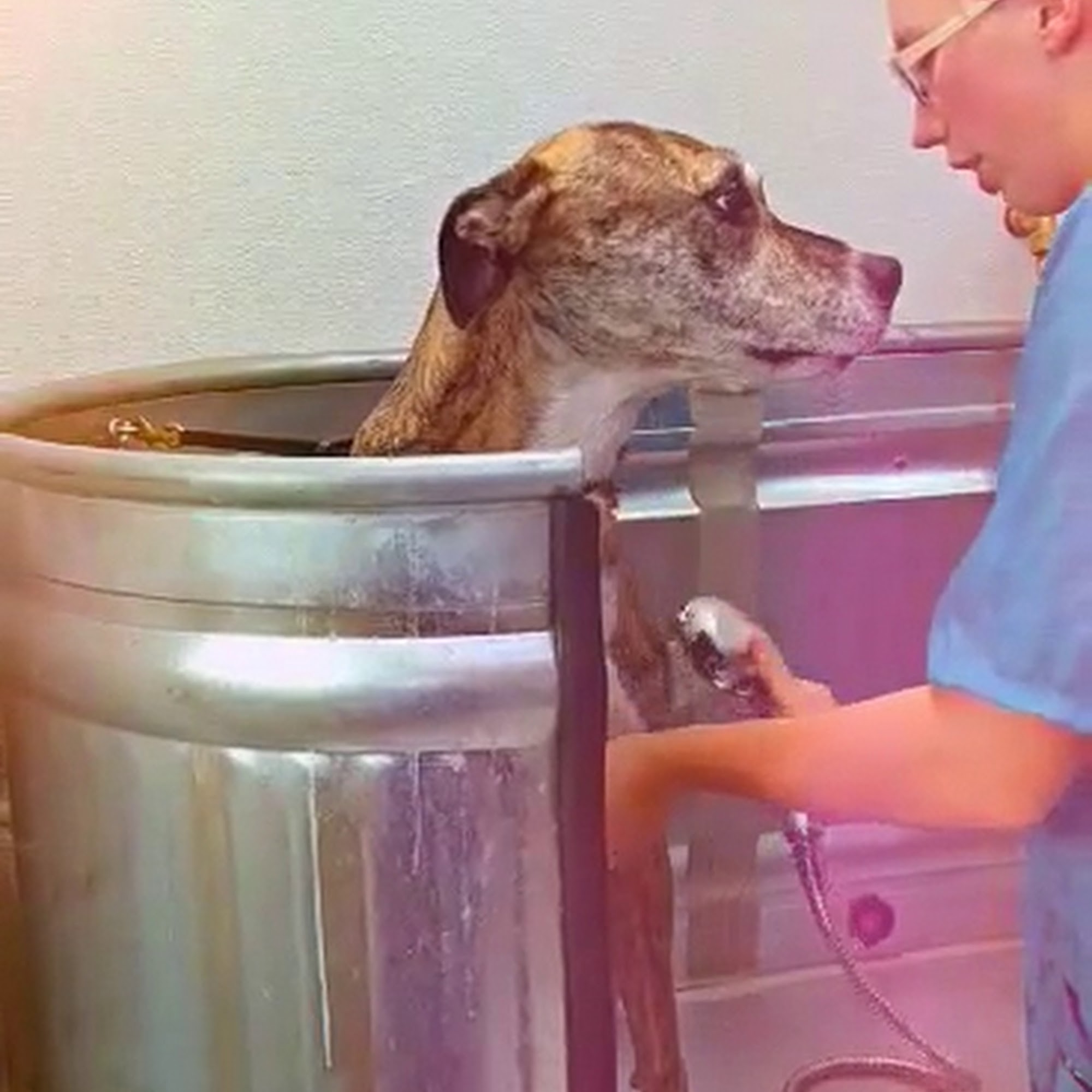 Fur On The Fly Mobile Pet Grooming Rockford