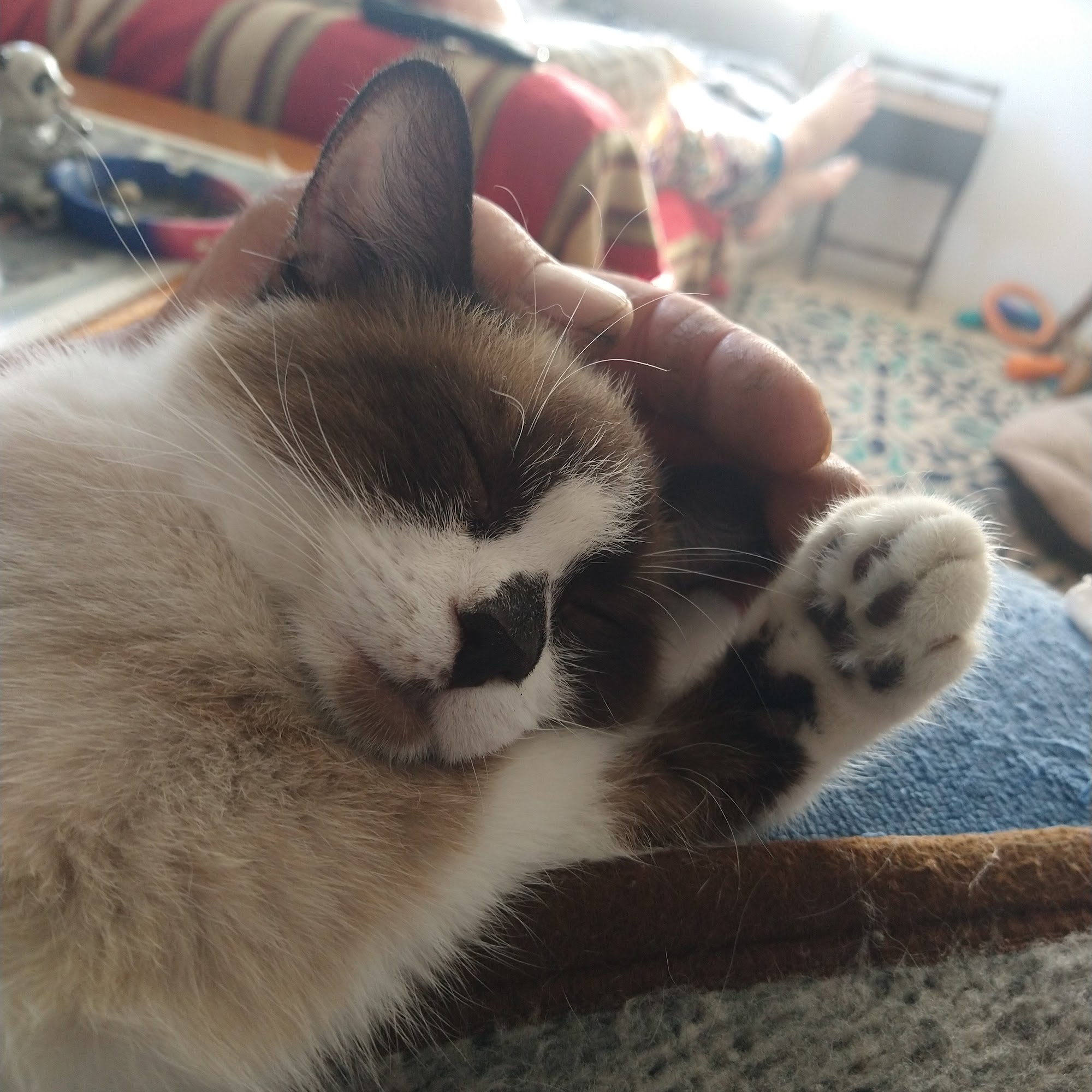 Rockton Veterinary Hospital Rockton