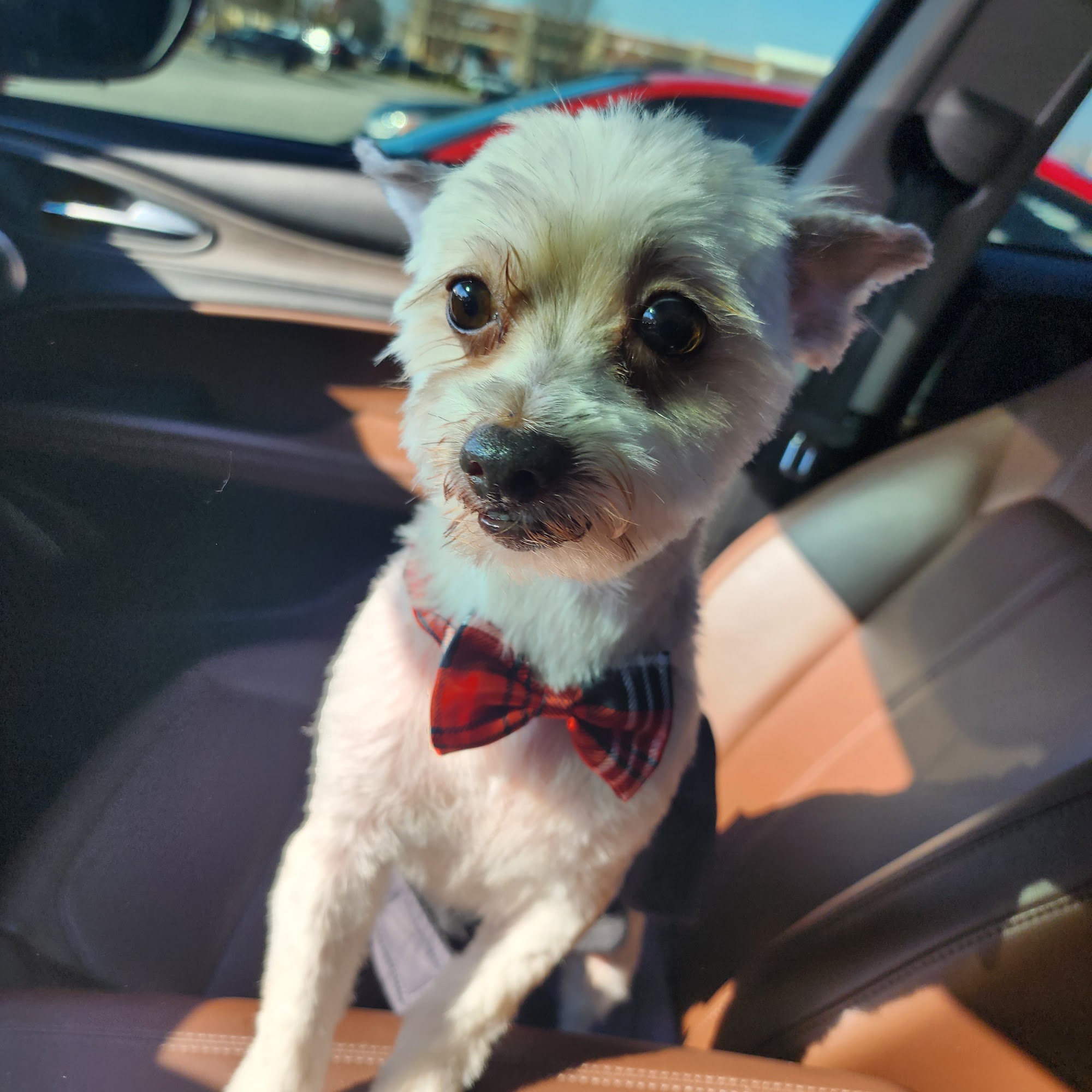 Petco Romeoville