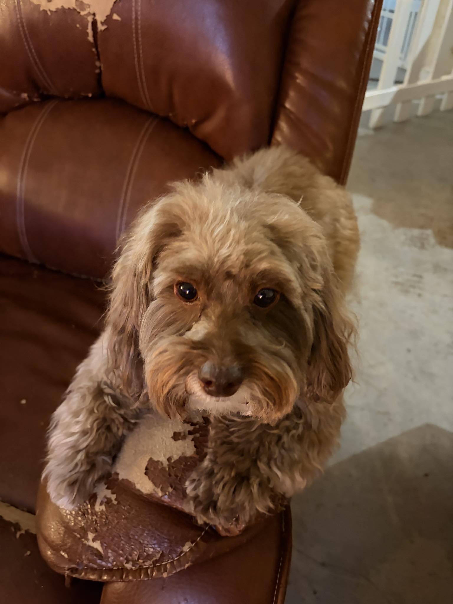 Cozy-Pawz Accommodations, LLC Romeoville
