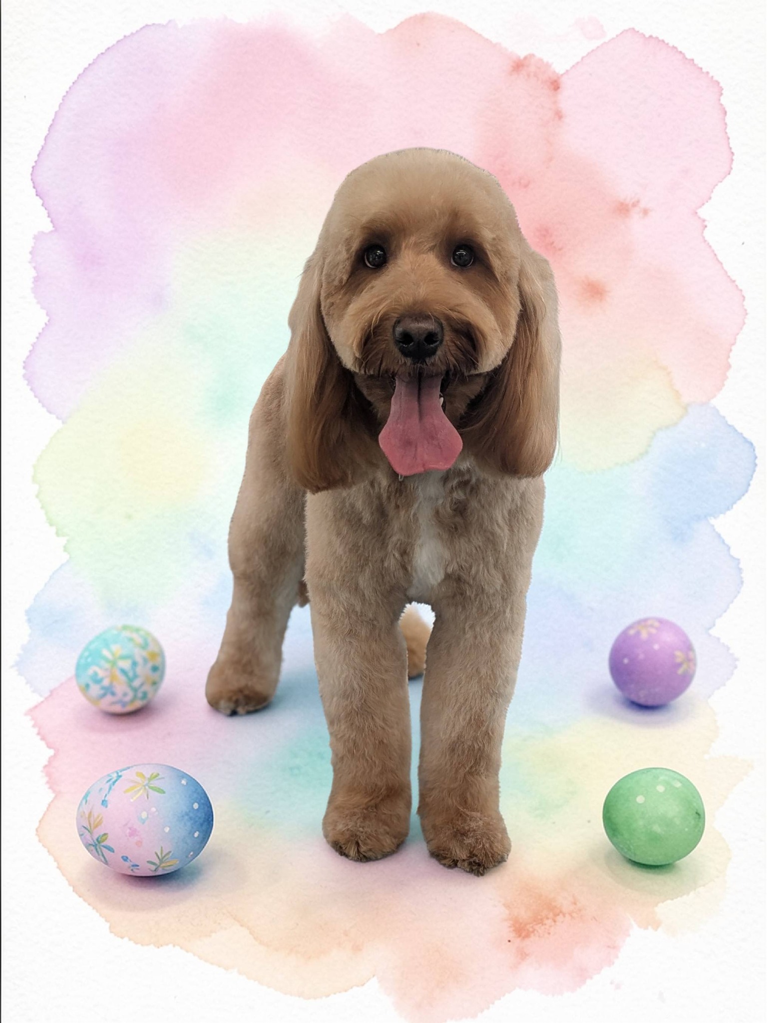 Fairy Tails Mobile Pet Spa Romeoville