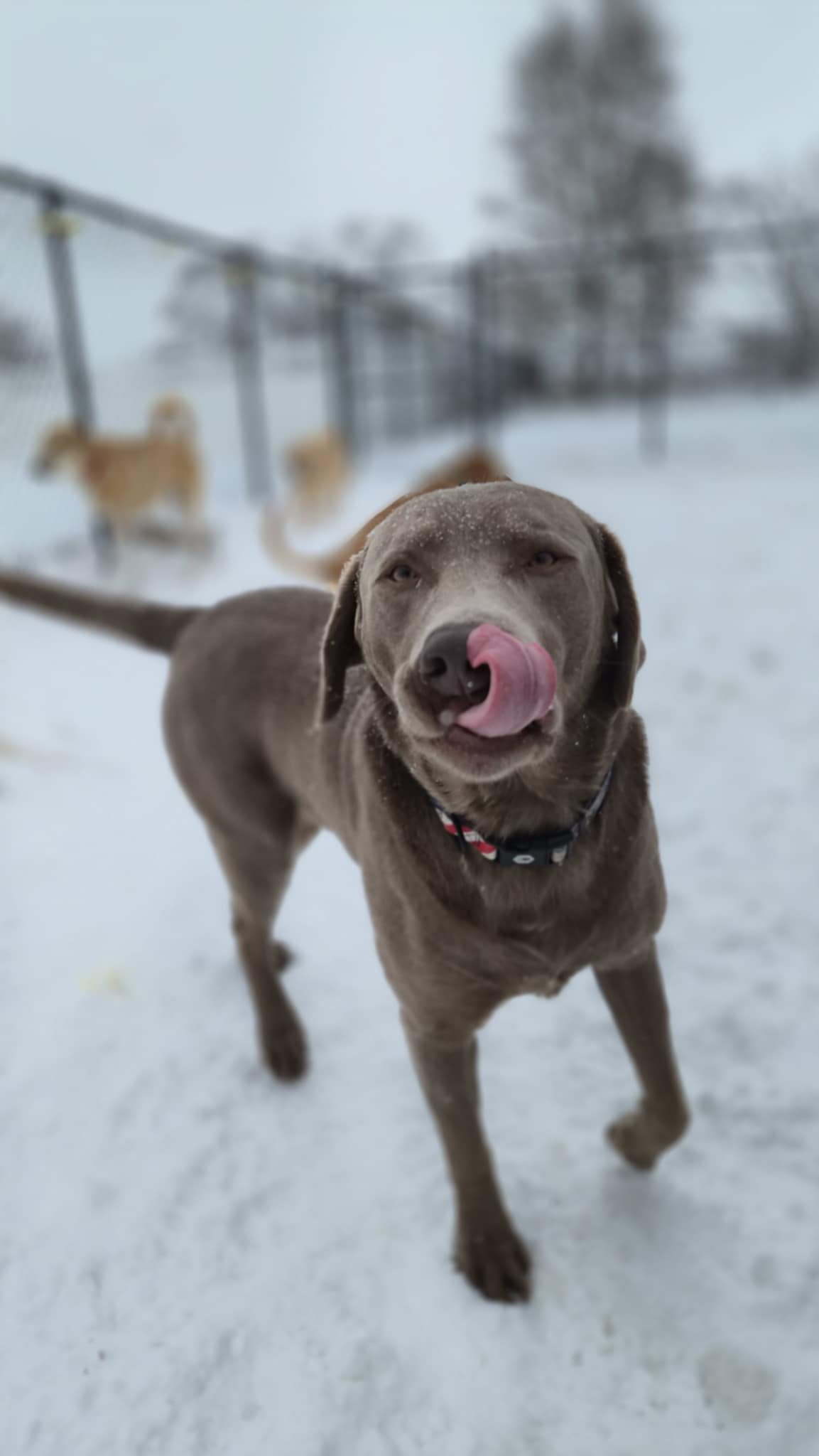 Stonebridge Kennels Roscoe