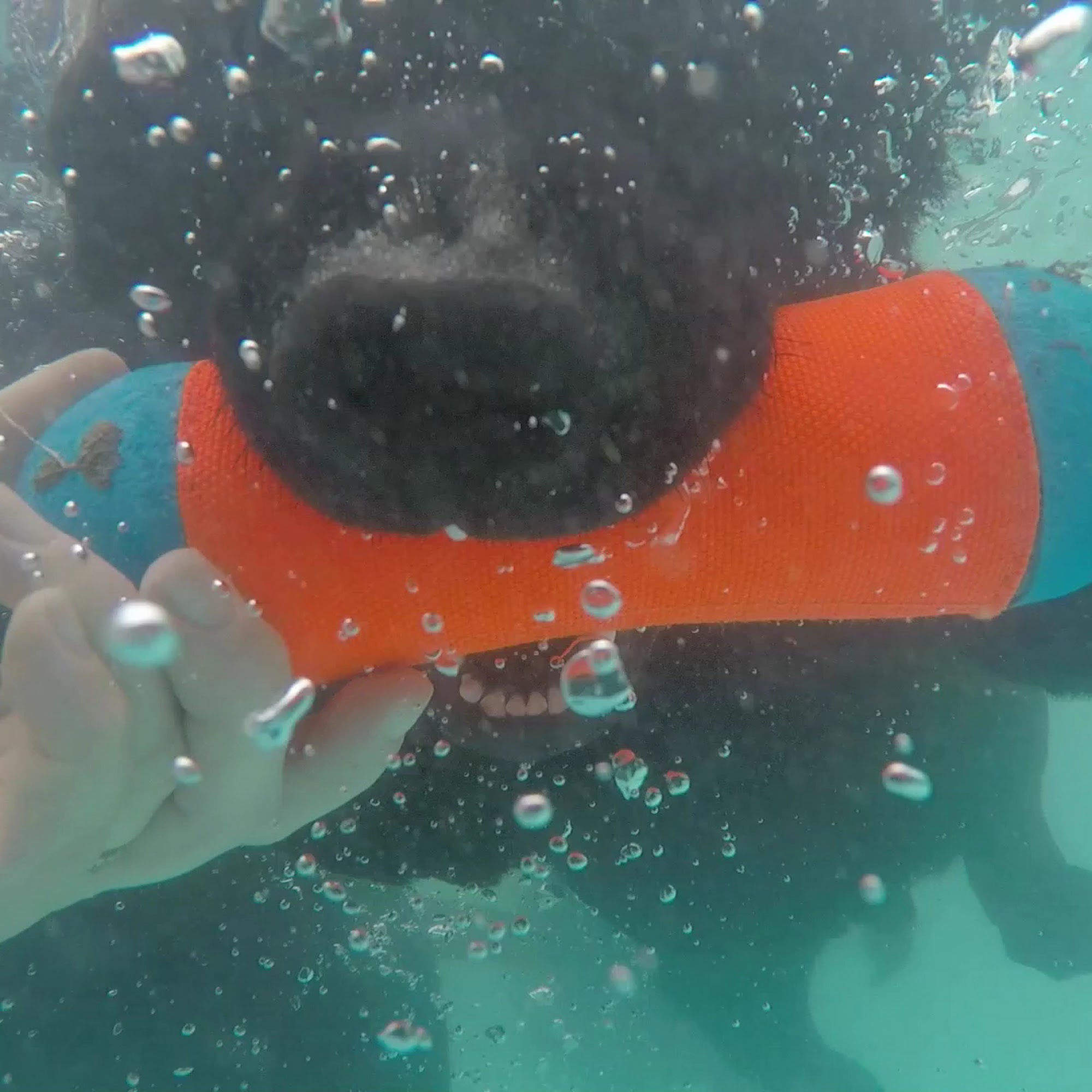 Empress Labradors Roscoe