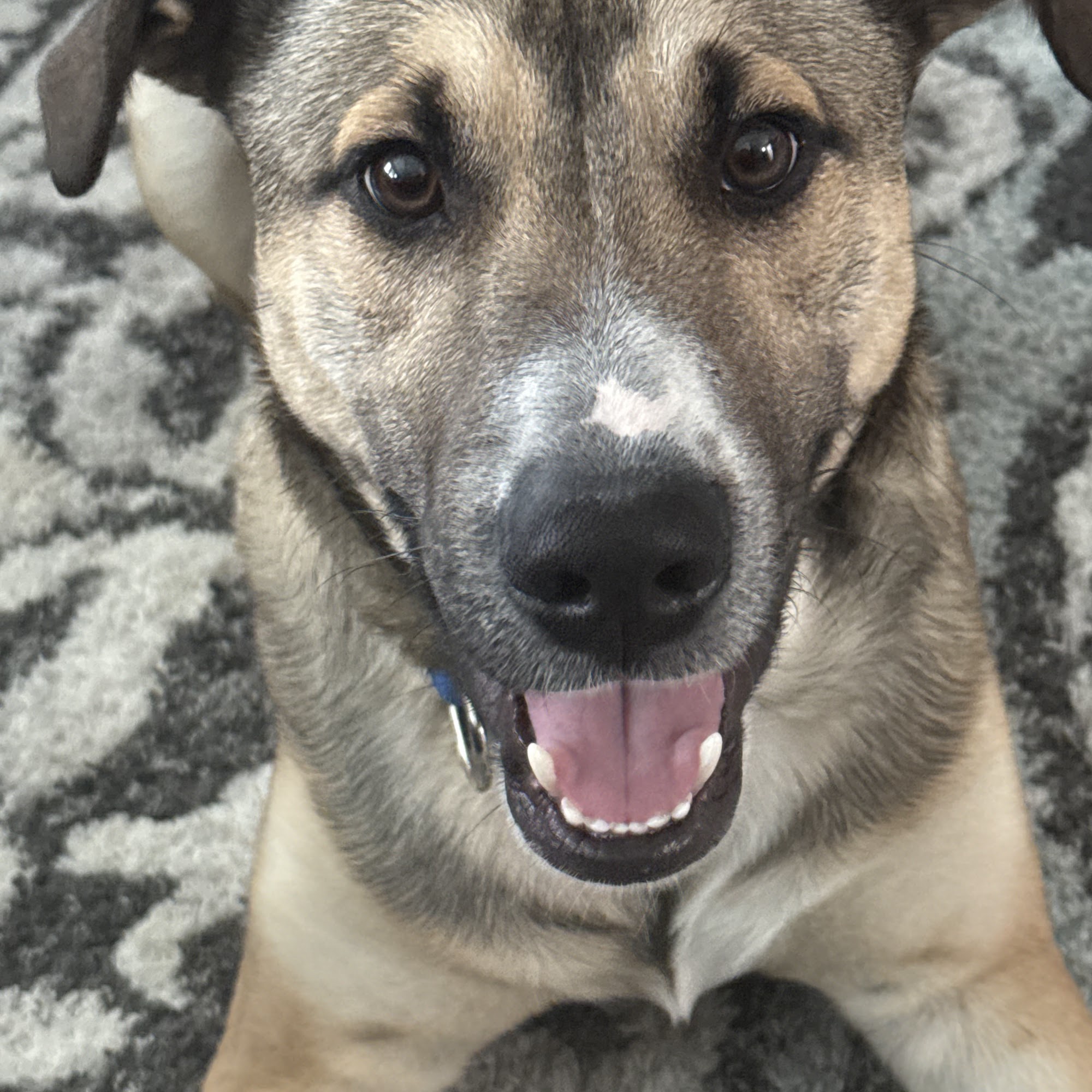 Park Rose Animal Hospital Roselle